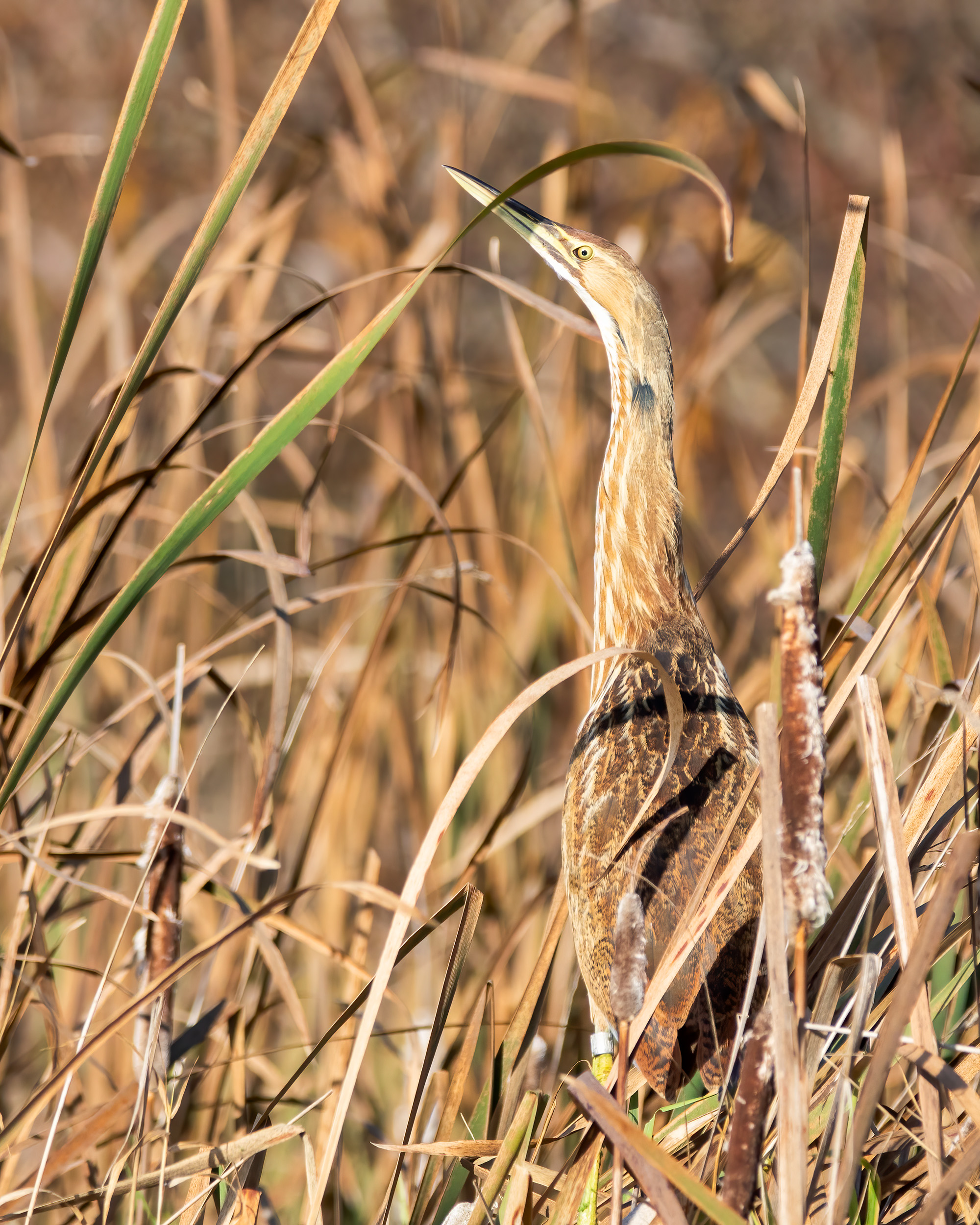 American Bittern Bruce Tuck 062026