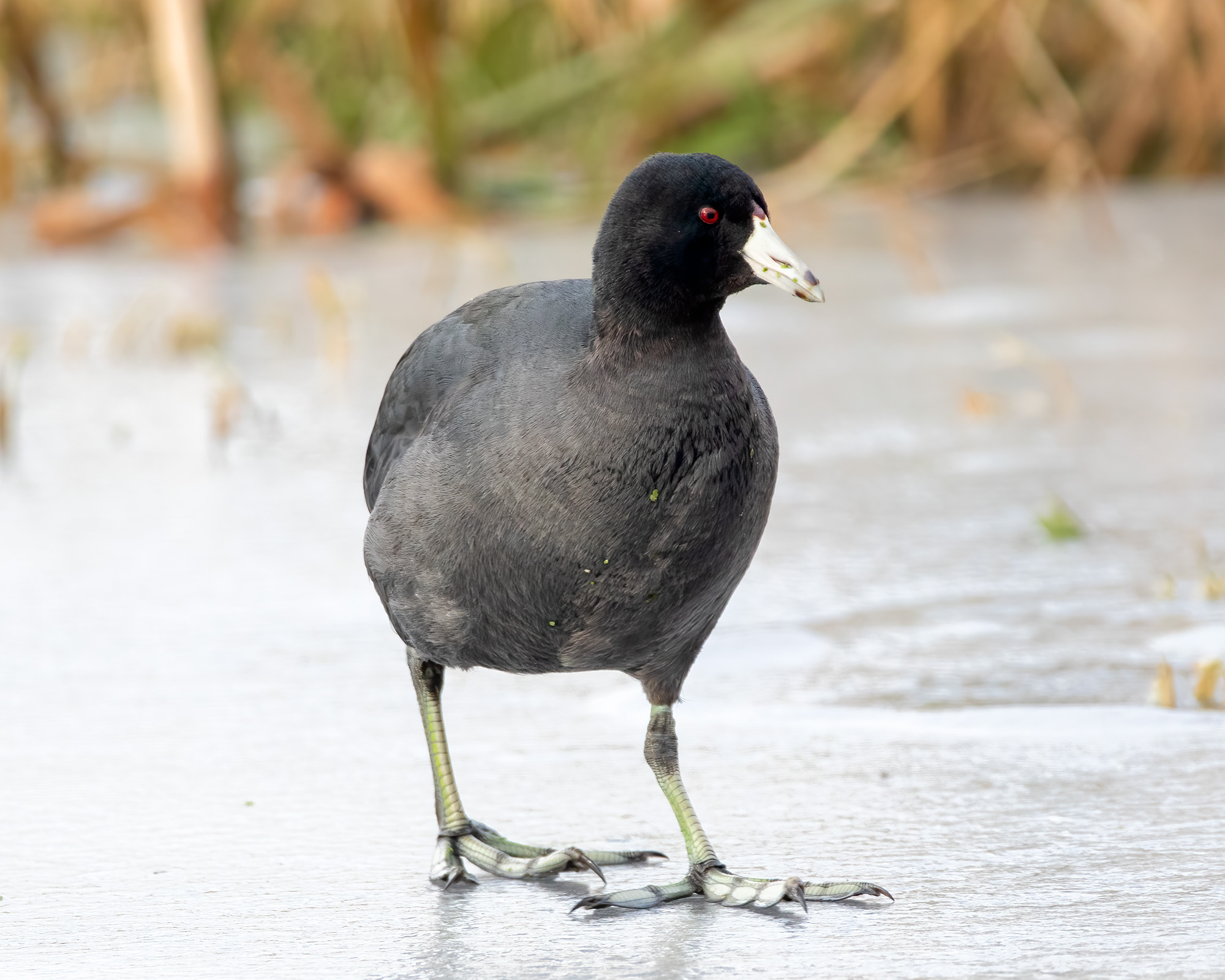 American Coot__BruceTuck_03032026