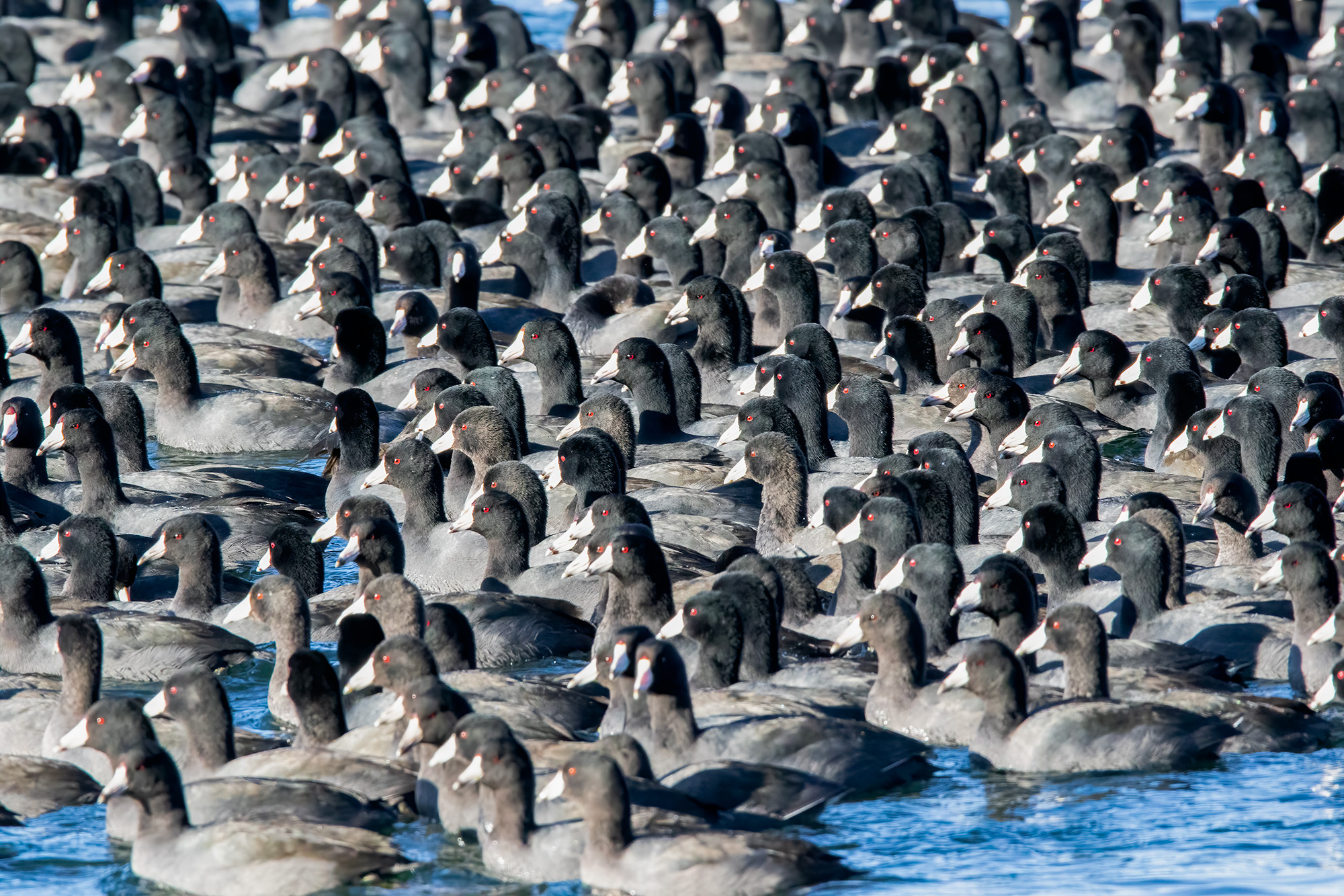 American Coots Bruce Tuck 062026