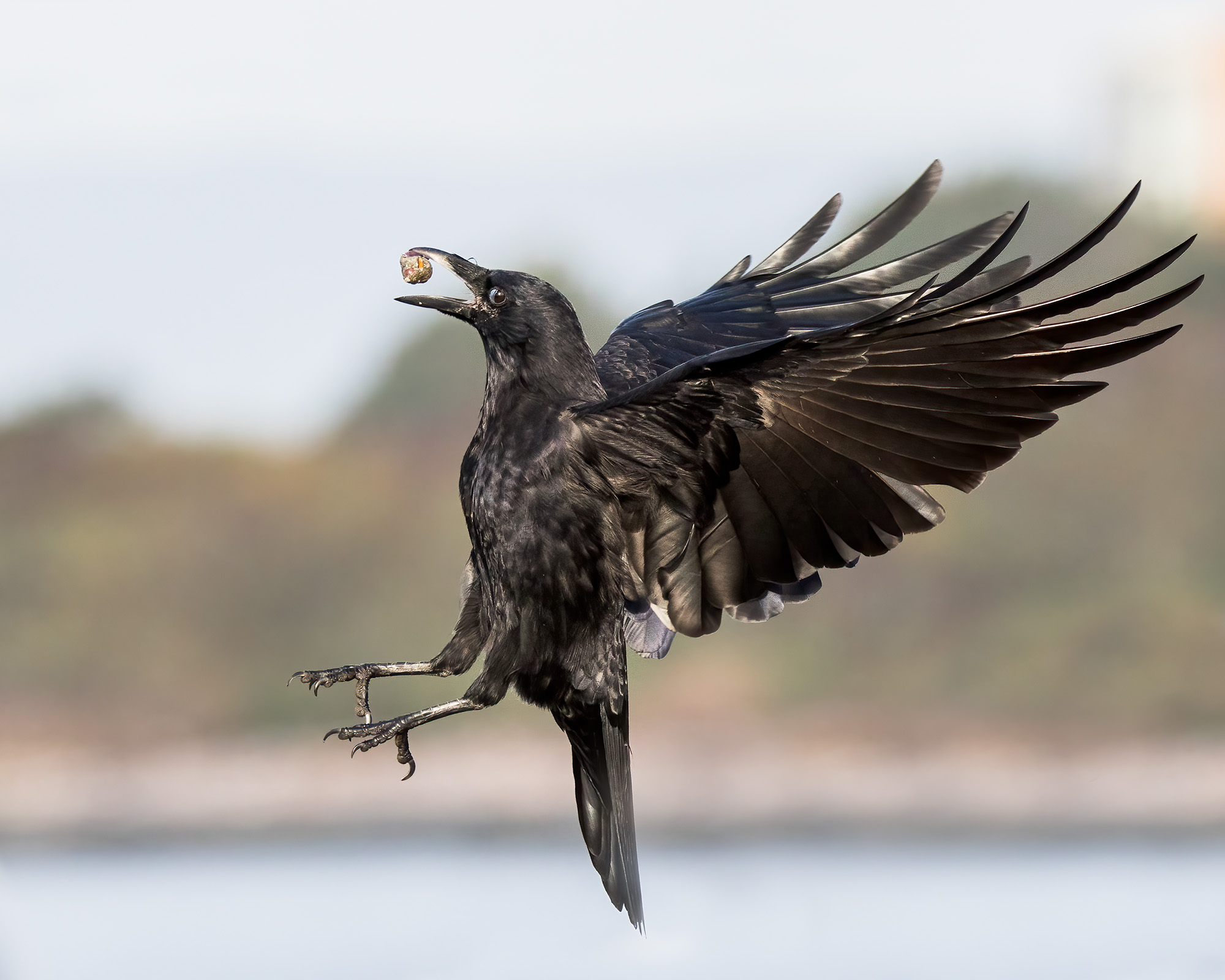 American Crow American Crow (Corvus brachyrhynchos)