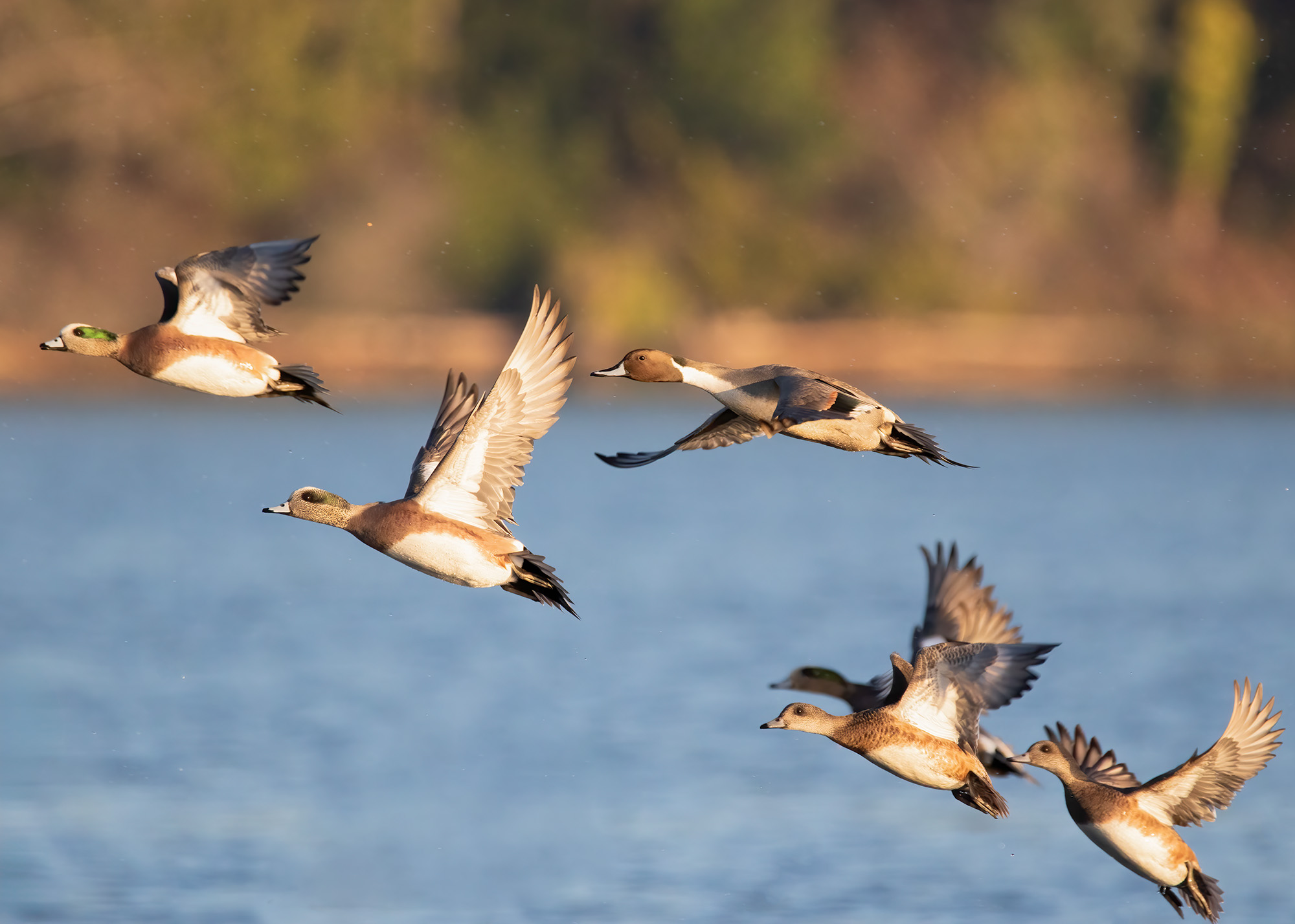 American Wigeons and Northern Pintail Bruce Tuck 062026