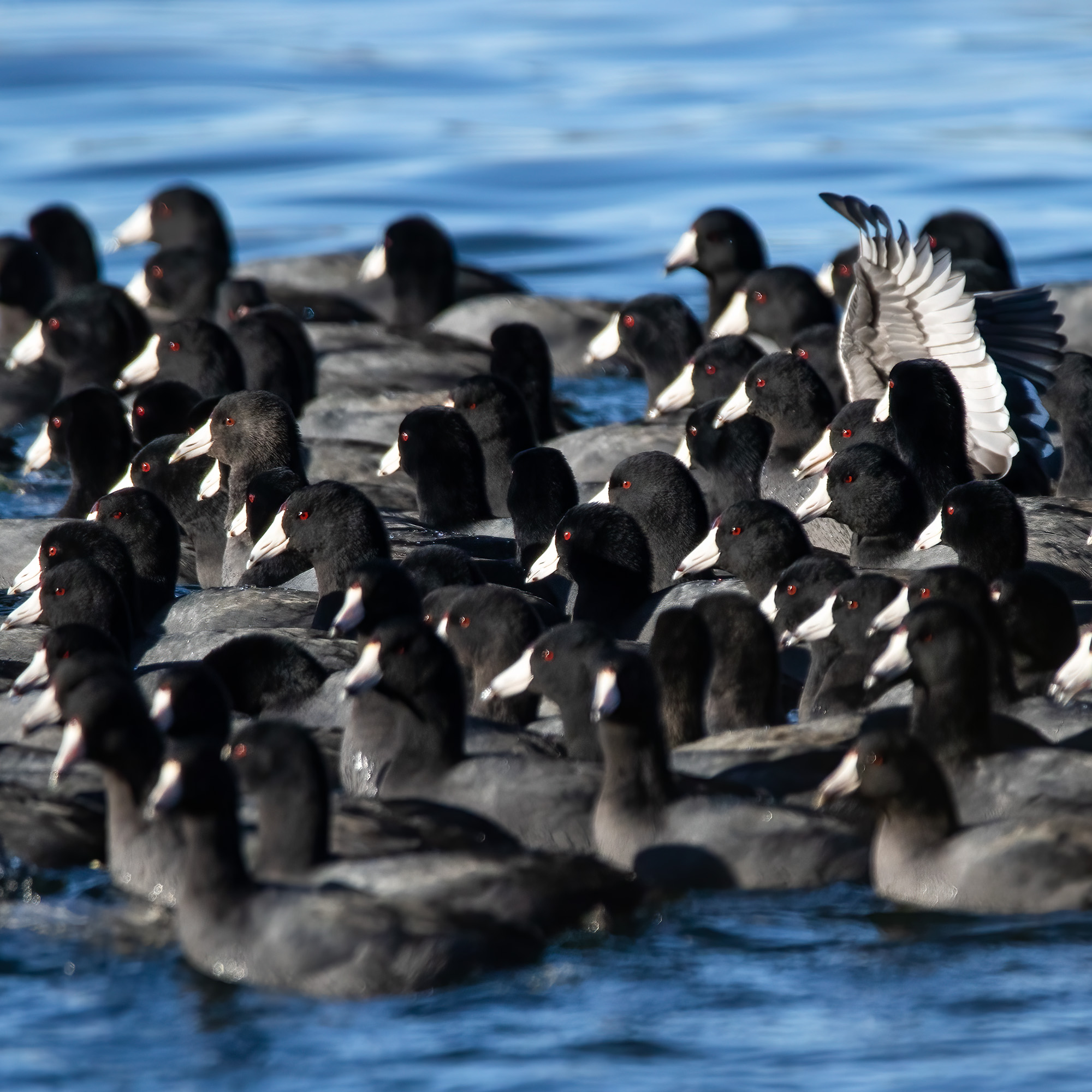 AmericanCoot_BruceTuck