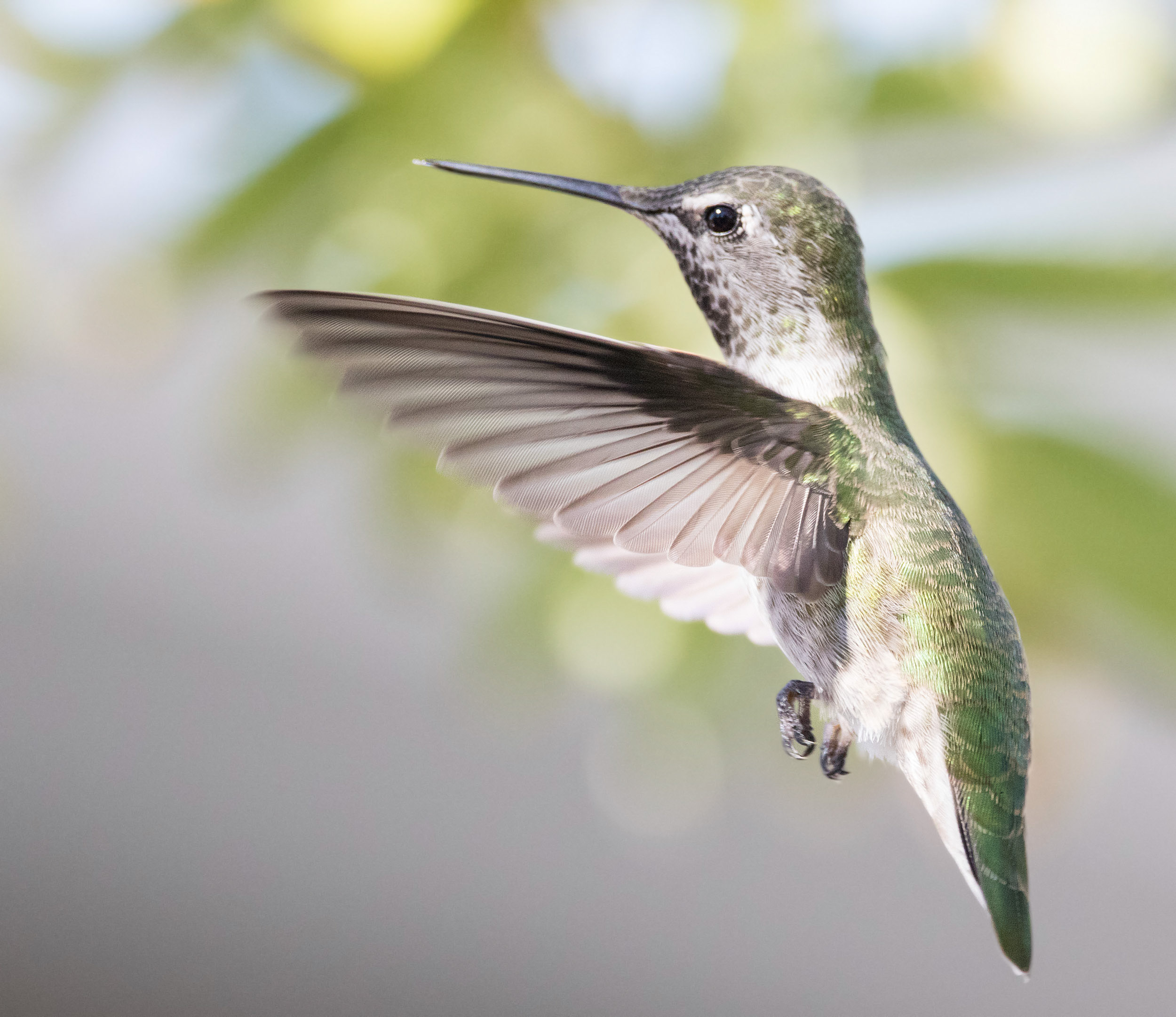 Female Anna's Hummingbird in flight.