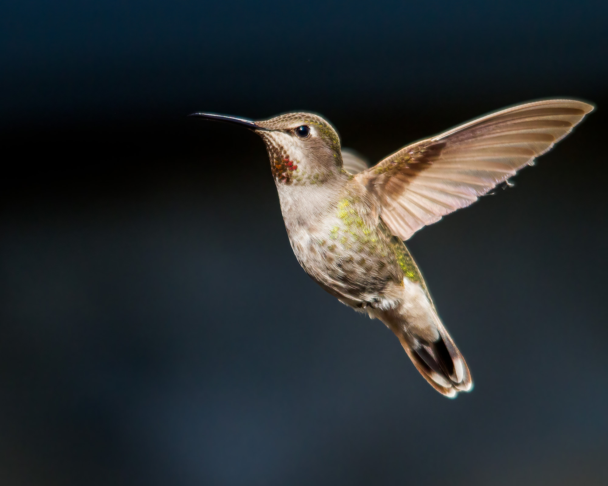 Annas Hummingbird in flight.