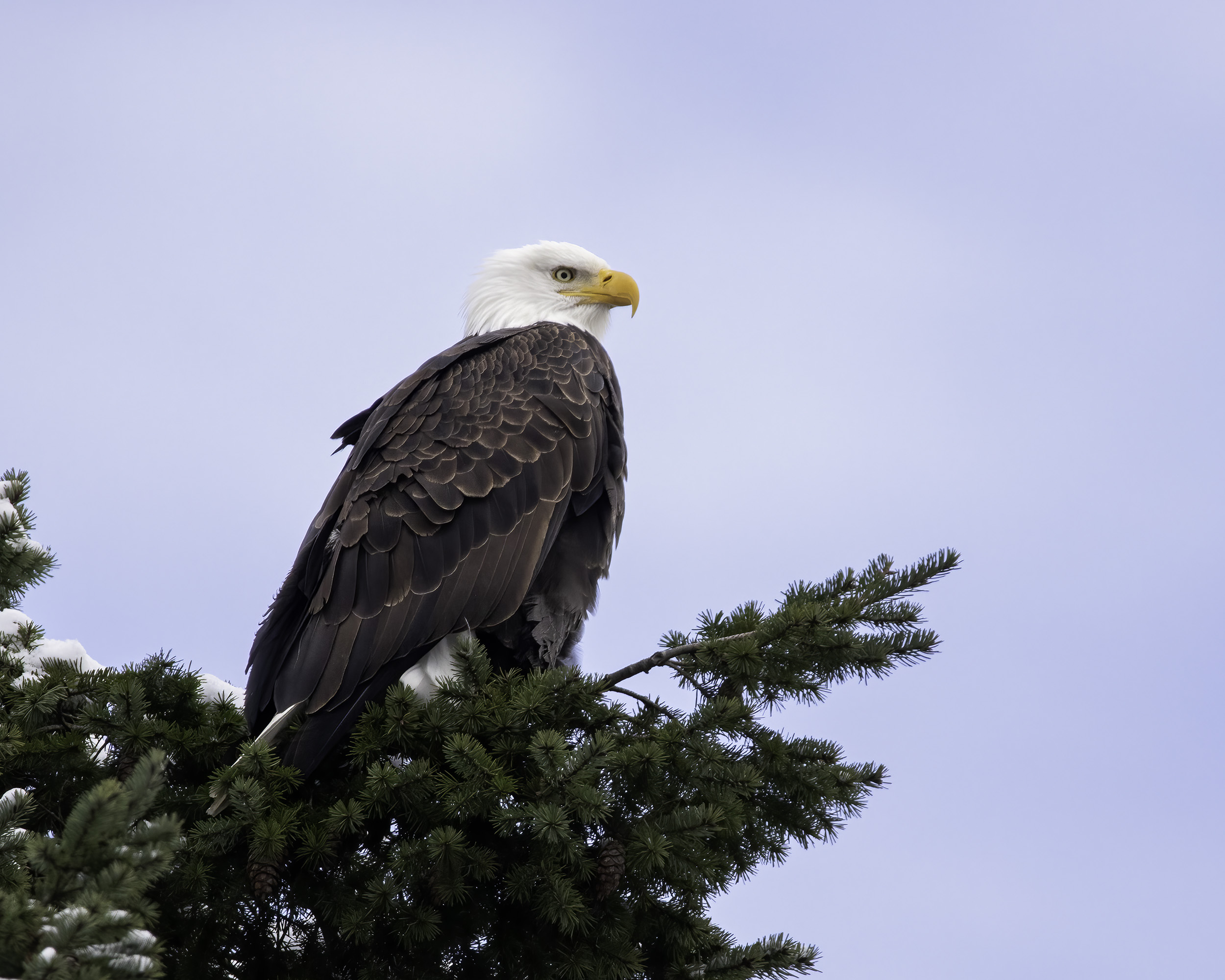 Bald Eagle
