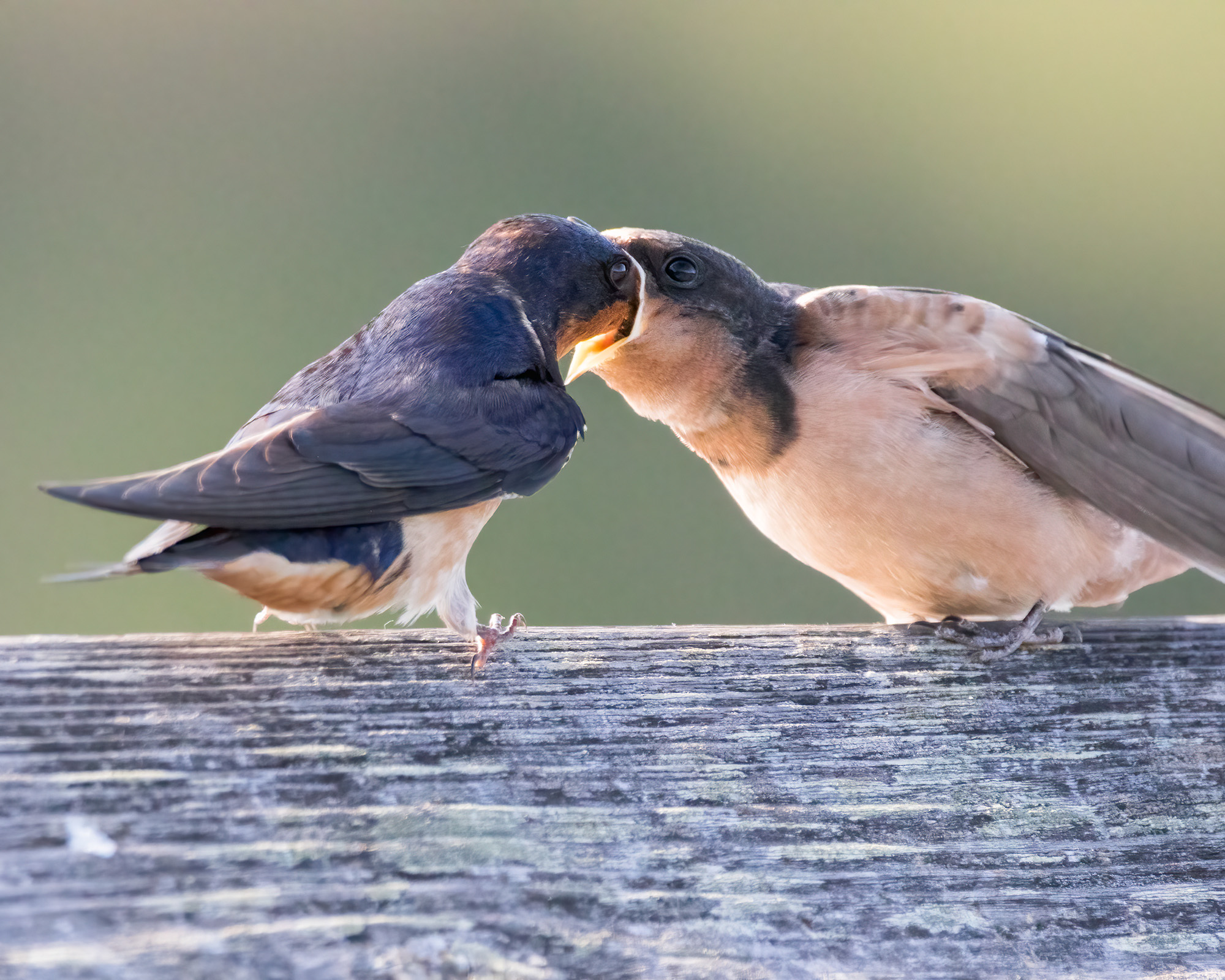 BarnSwallow_BruceTuck