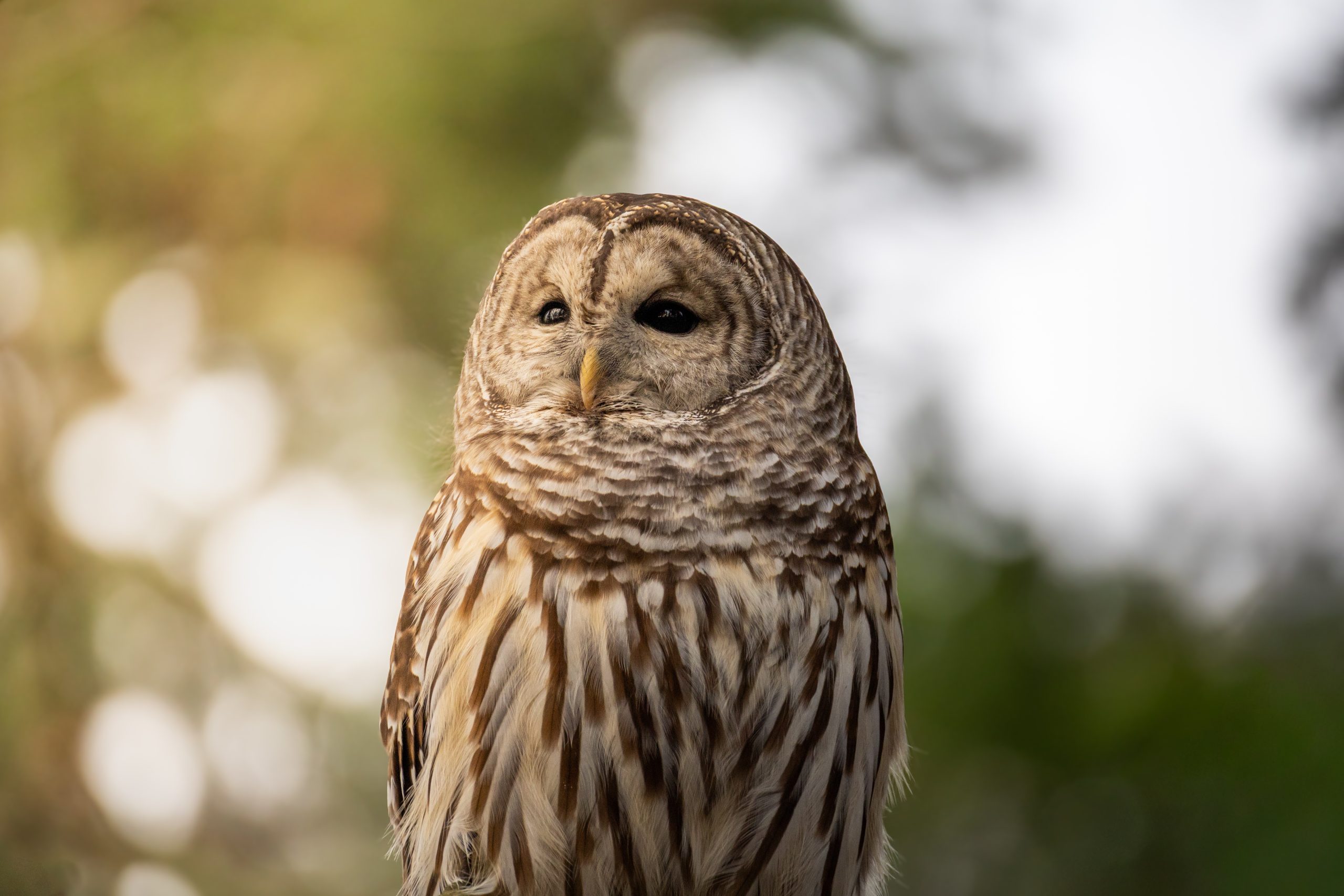 BarredOwl_20260106_AddisonKits (3)