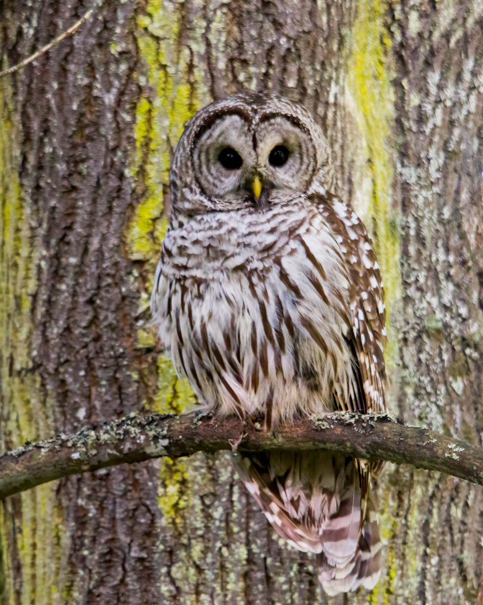 BarredOwl_BruceTuck_1125