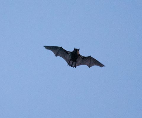 Bat-inFlight_20210919_RobertFraser