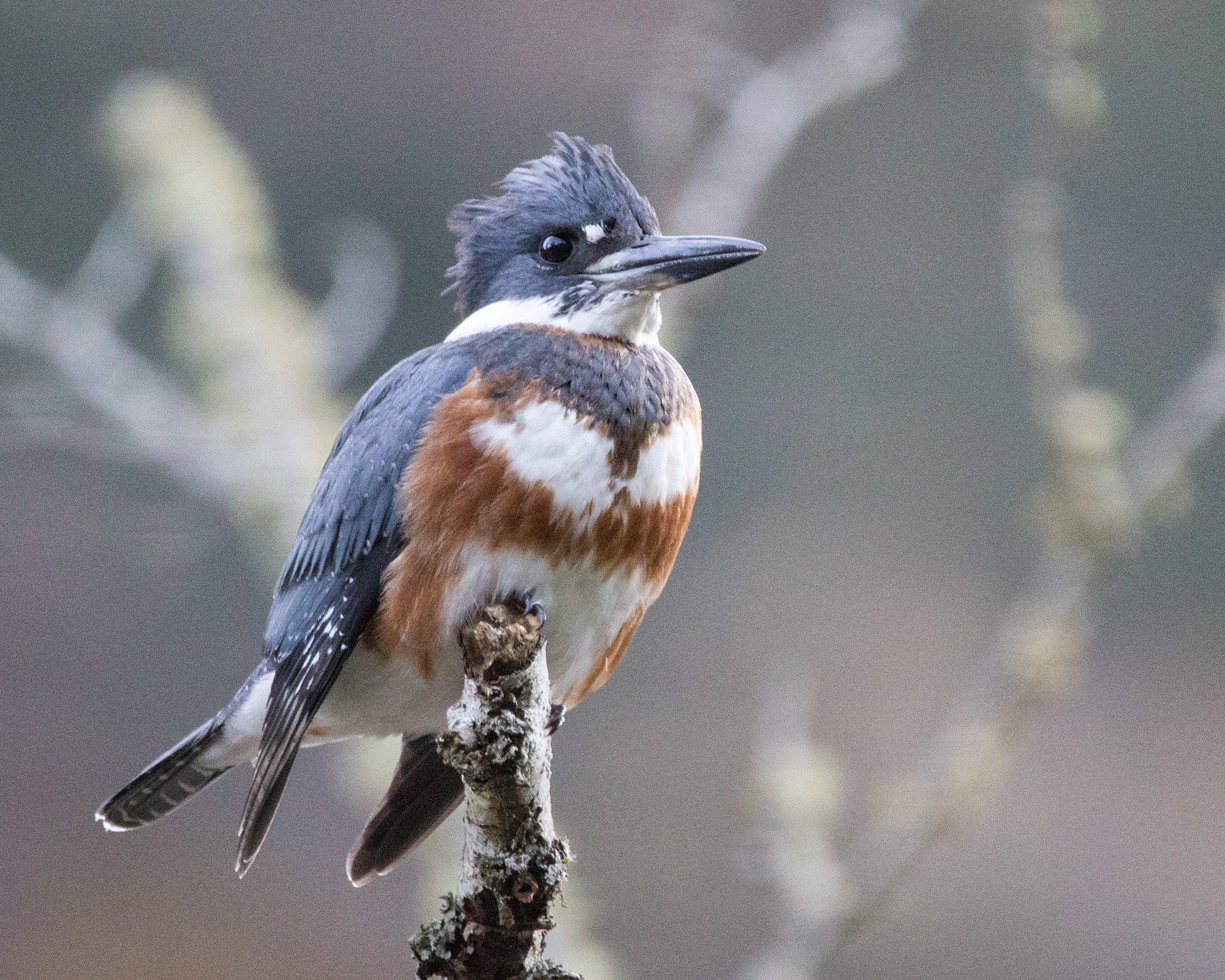 Belted Kingfisher perched on a branch.
