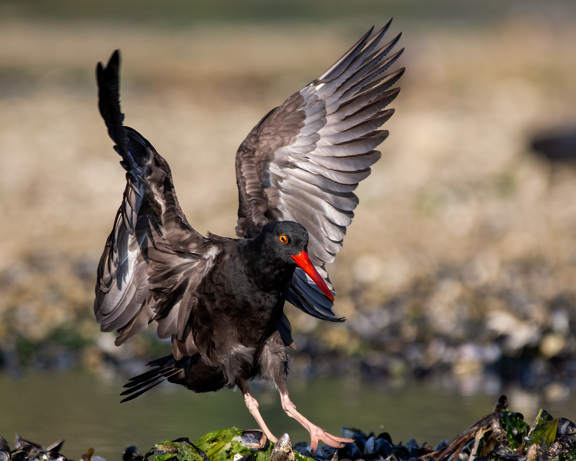 Black Oystercatcher landing.