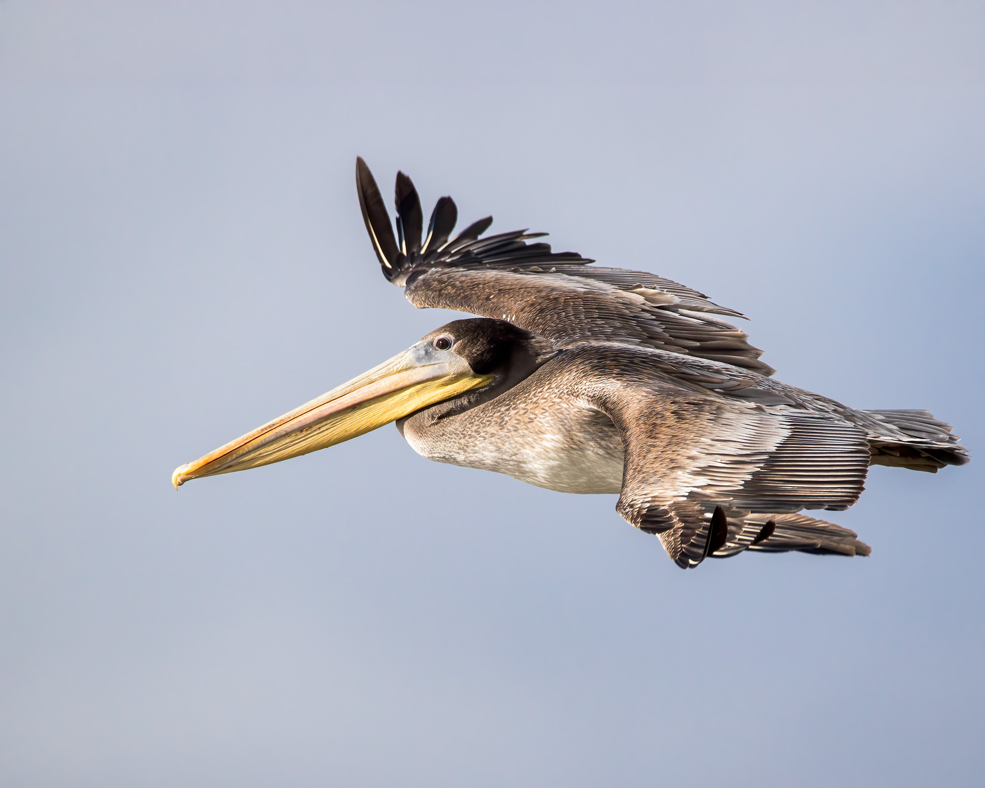 Brown Pelican Bruce Tuck 062026