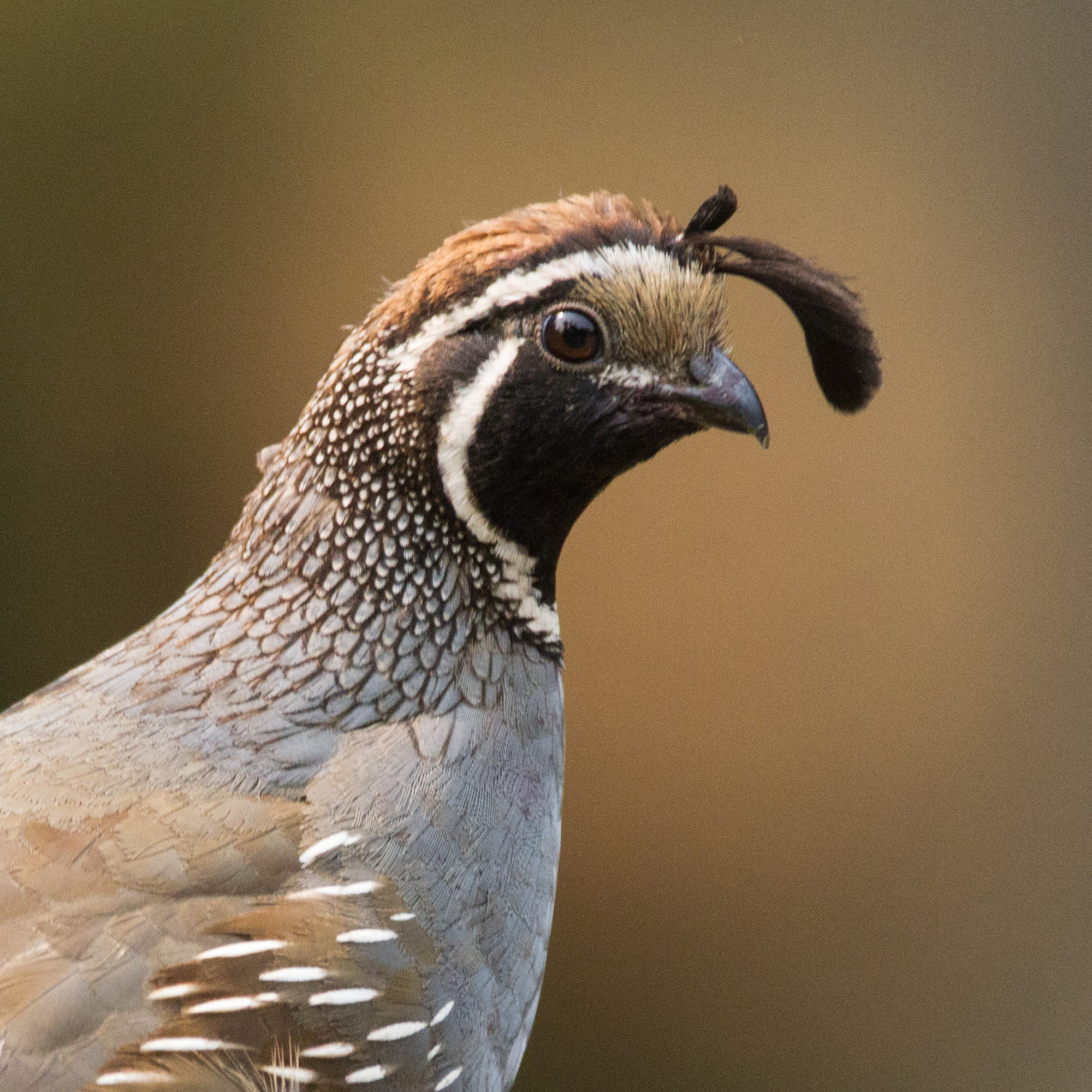 California Quail California Quail (Callipepla californica)