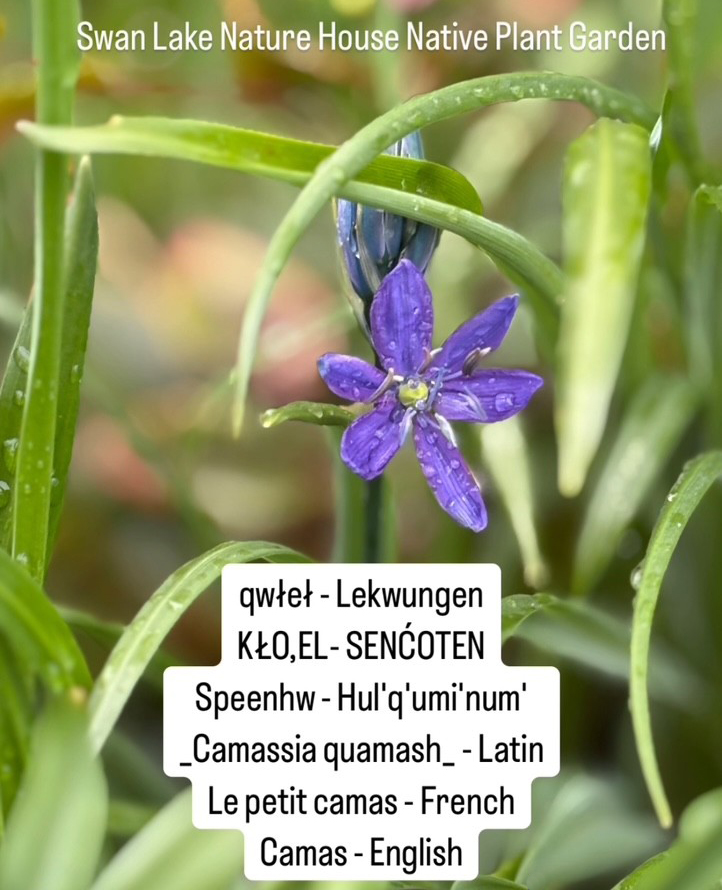 CamasIG_20250408_crop