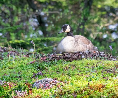 Canada Goose nesting on the Swan Lake information kiosk living roof.