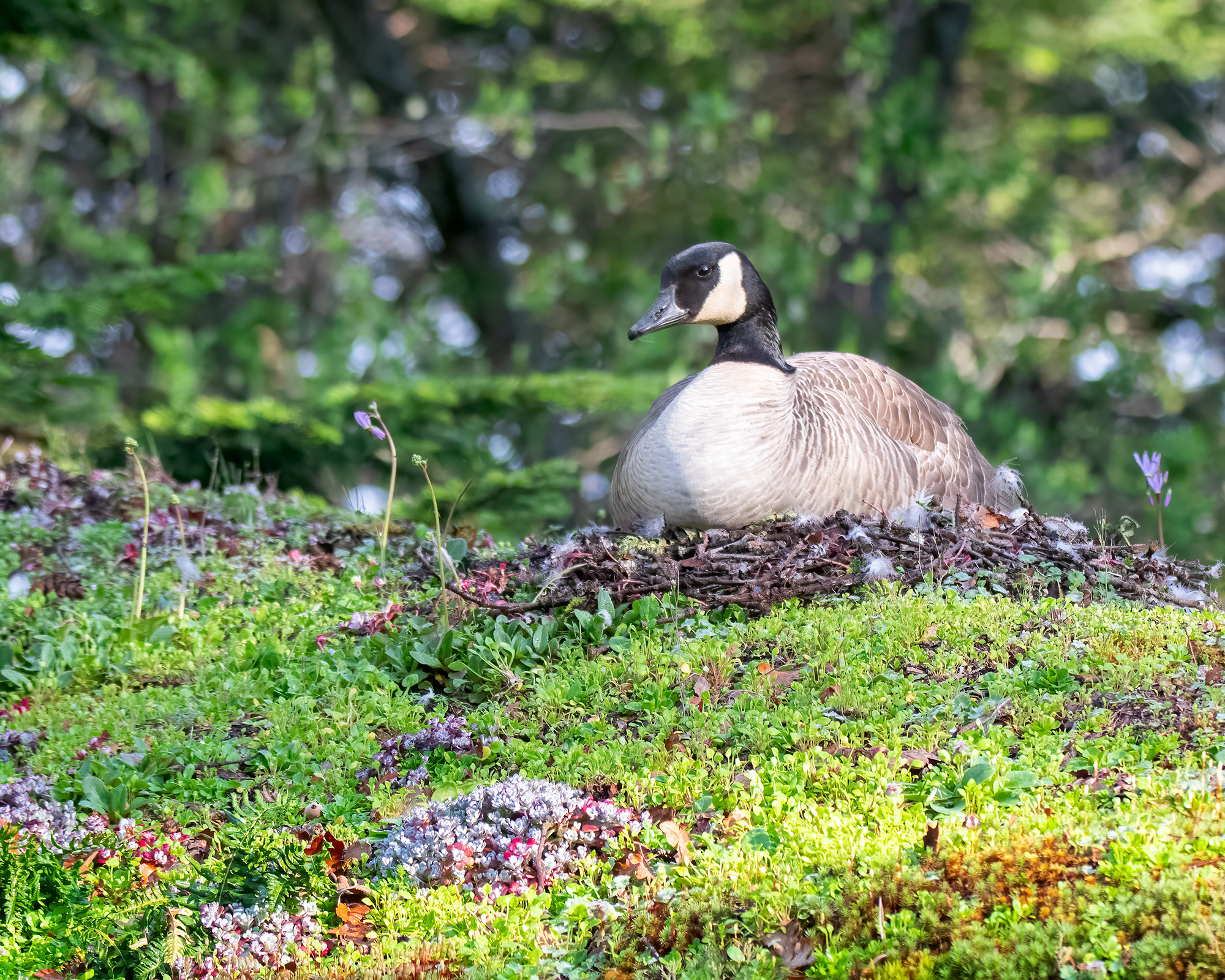 Canada Goose nesting on the Swan Lake information kiosk.