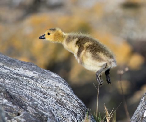 Canada Goose gosling mid-jump.