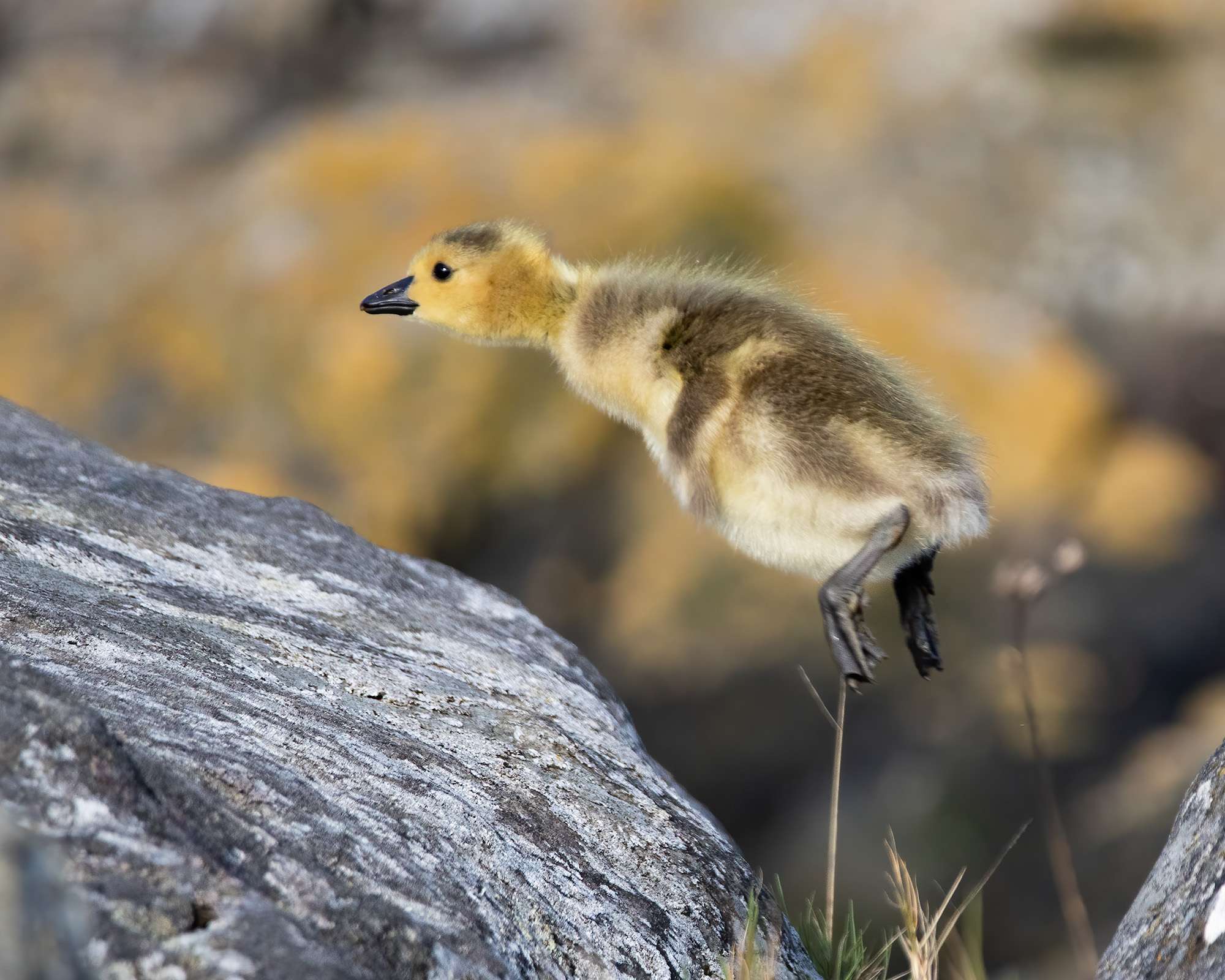 Canada Goose gosling mid-jump.