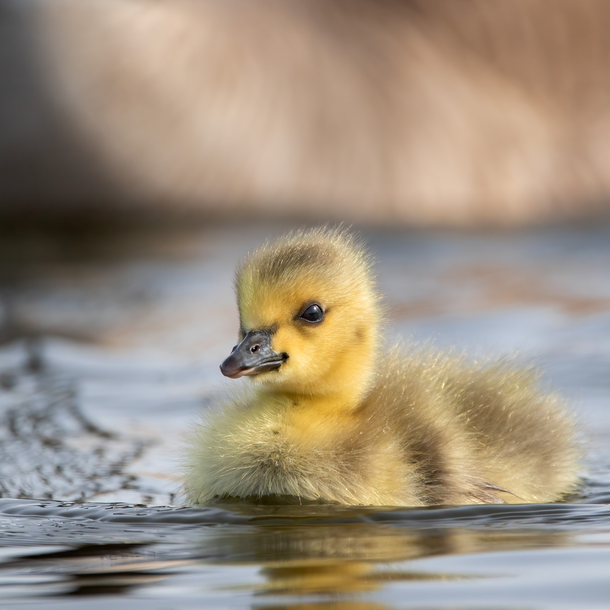 Canada Goose Canada Goose (Branta canadensis)