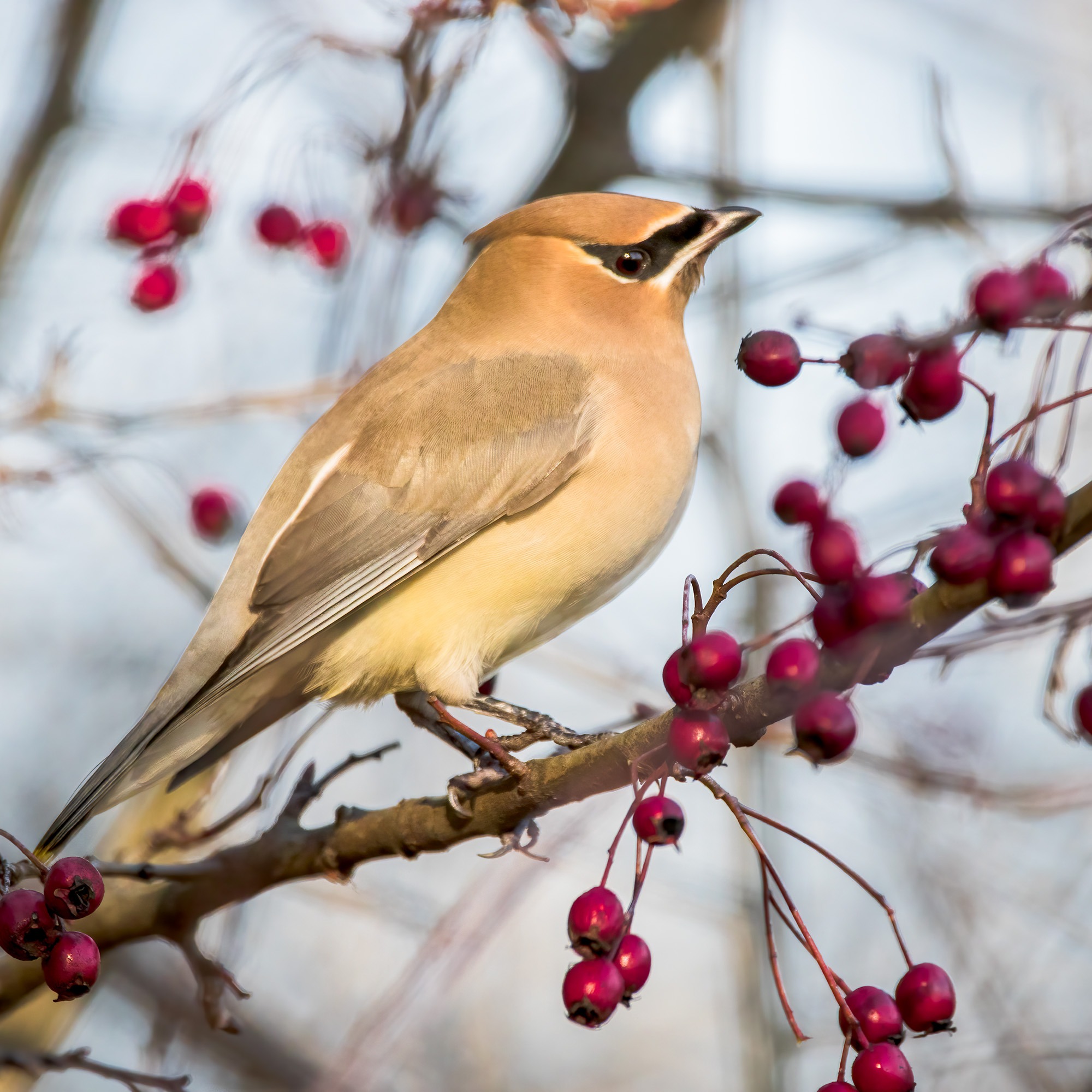 CedarWaxwing_BruceTuck