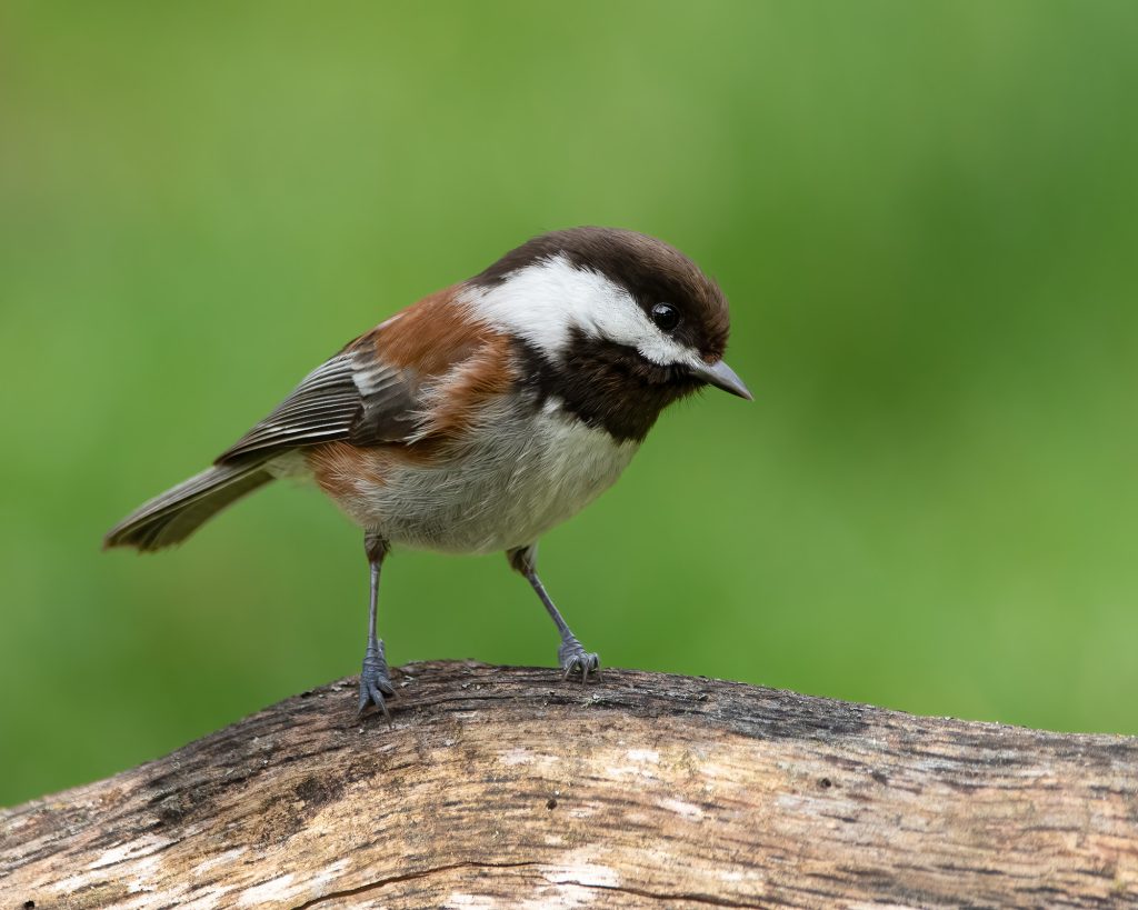 Chestnut-backed Chickadee perched on a tree branch.
