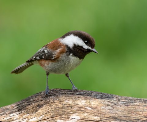 Chestnut-backed Chickadee perched on a tree branch.