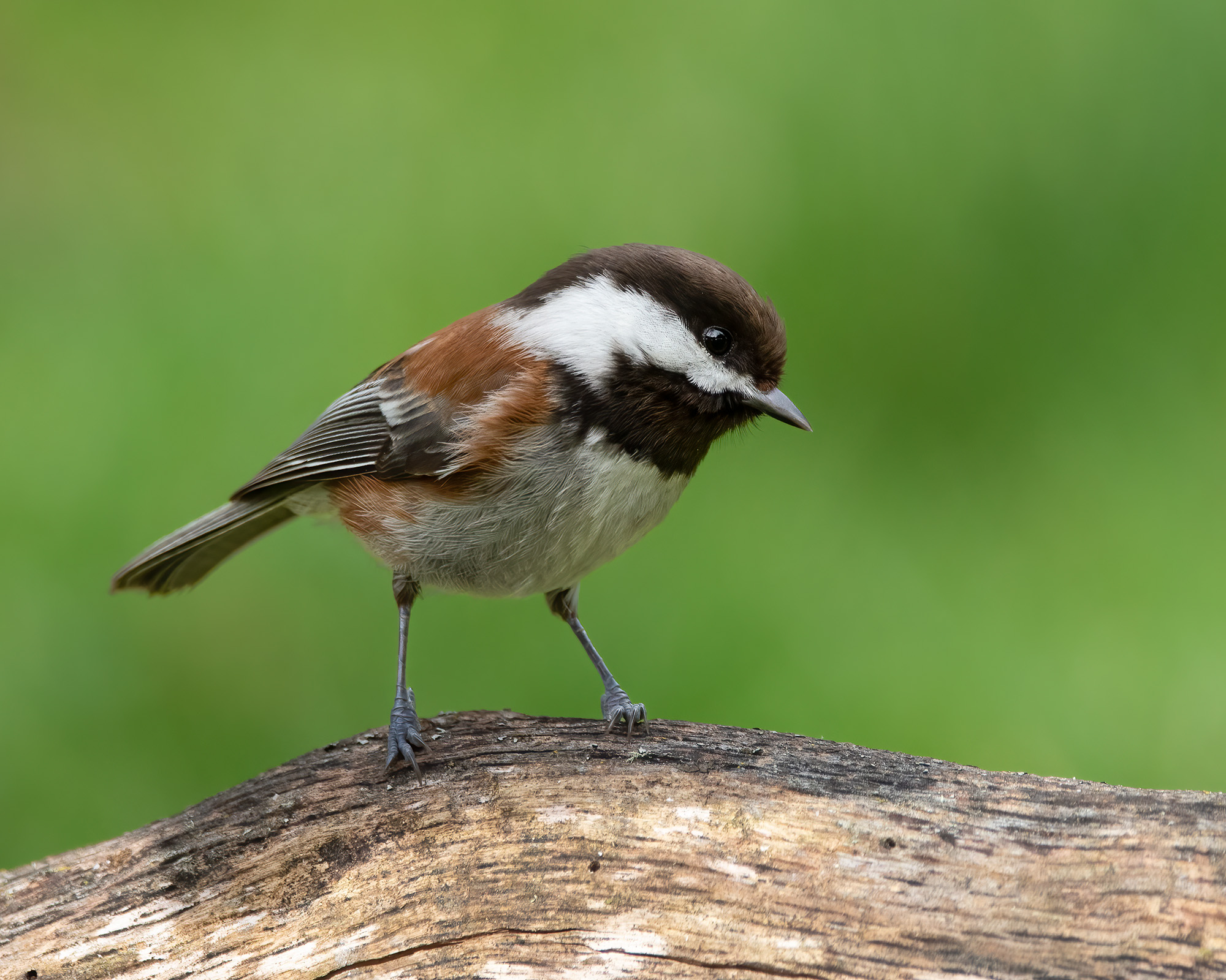 Chestnut-backed chickadee standing on a tree branch and looking down.