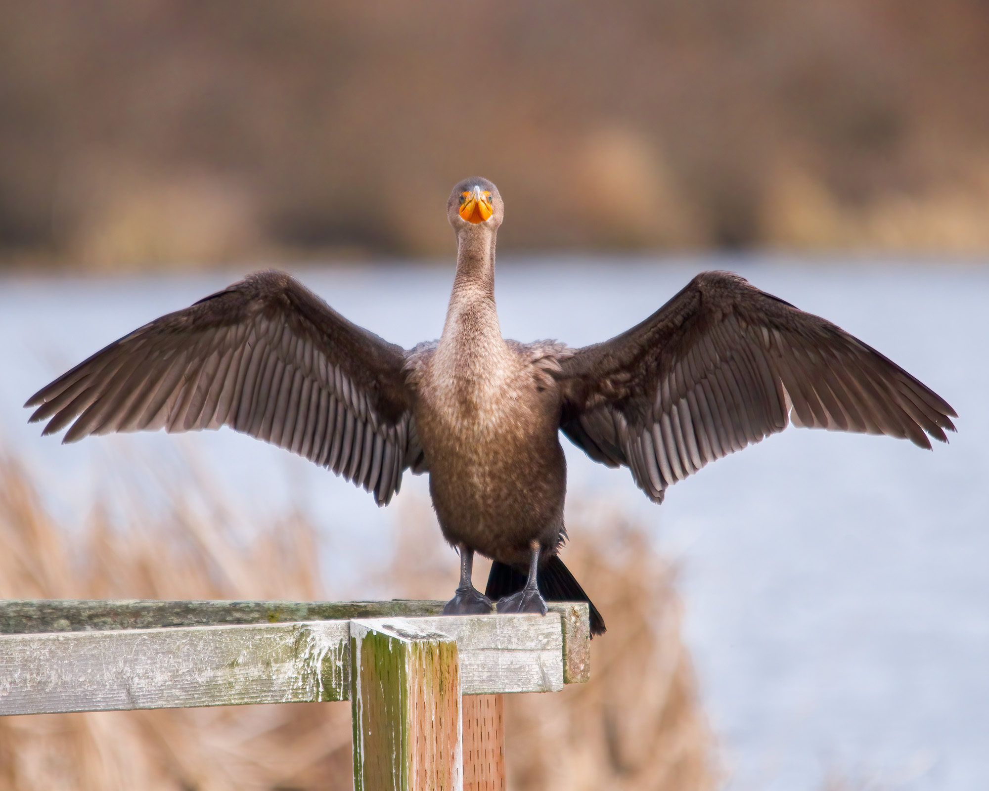 Double-crestedCormorant_BruceTuck_1125