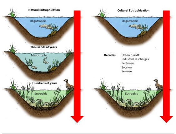 Eutrophication-Diagram https://lakeproinc.com/services/lake-management/lake-nutrient-mitigation/