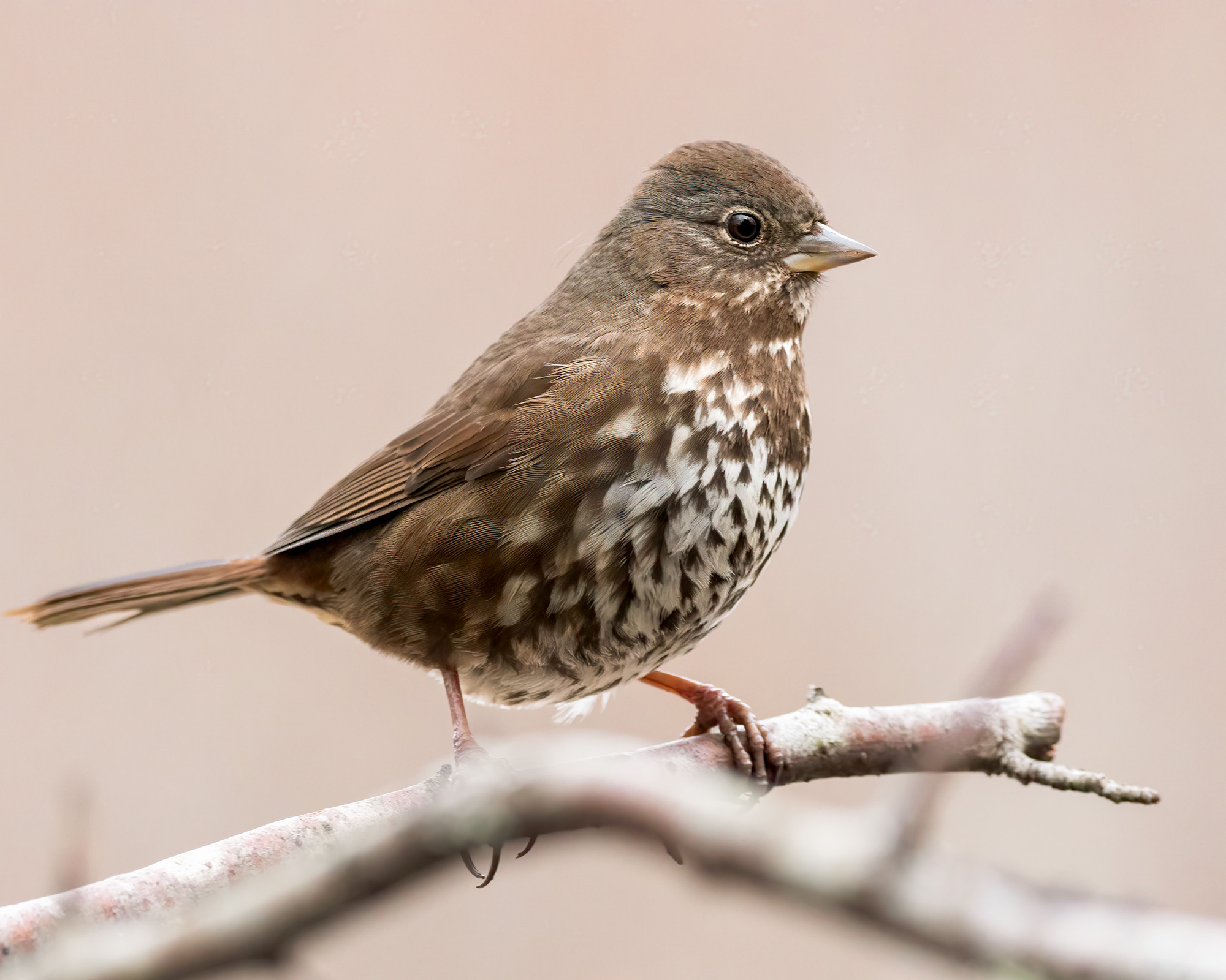 Fox Sparrow Bruce Tuck