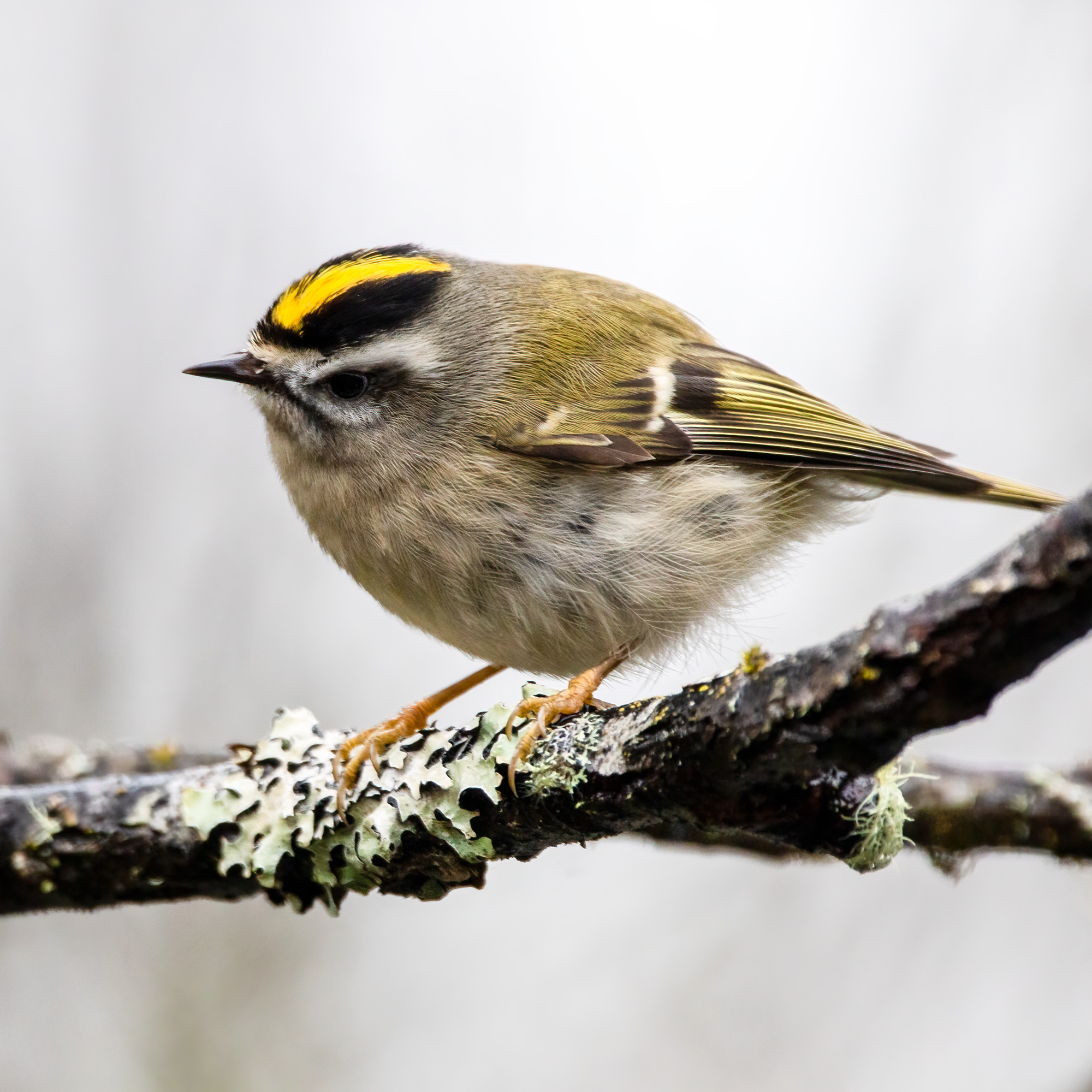 Golden-crownedKinglet_BruceTuck