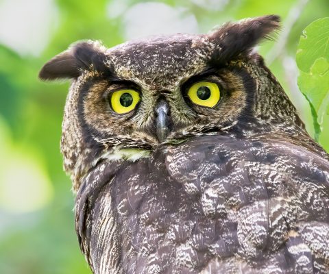 Great Horned Owl (Bubo virginianus)