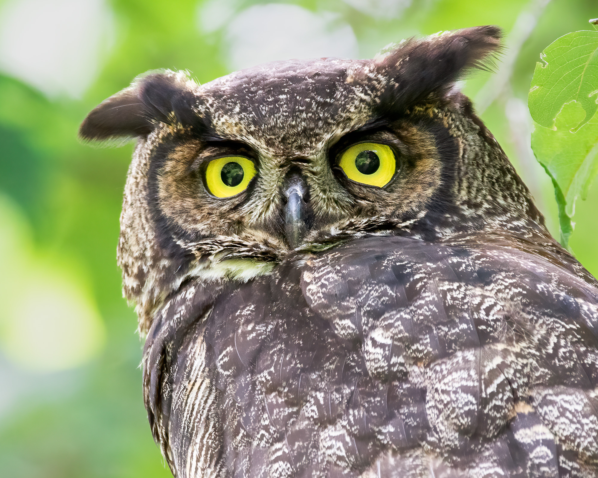 Great Horned Owl Great Horned Owl (Bubo virginianus)