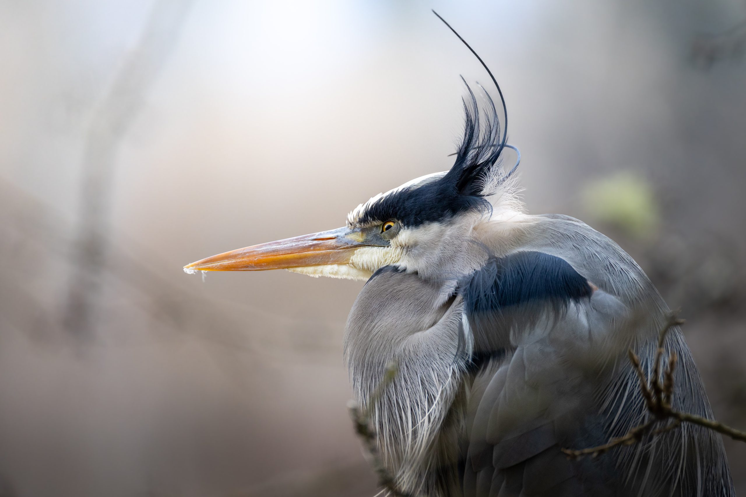 GreatBlueHeron_20260601_AddisonKits (4)