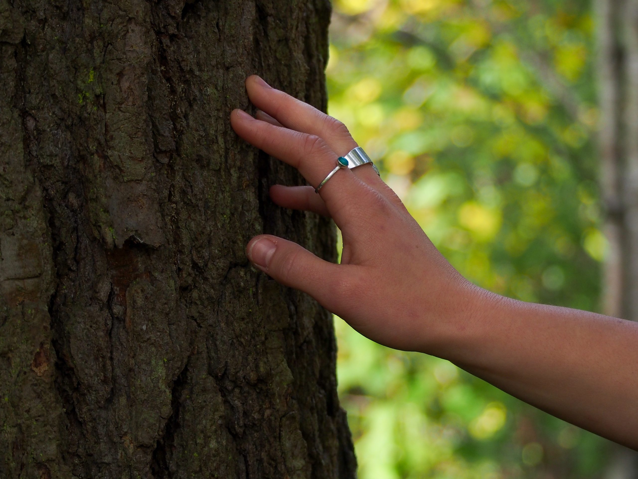 Hand Touching Tree-Oct 2024-TNishimura_cropped