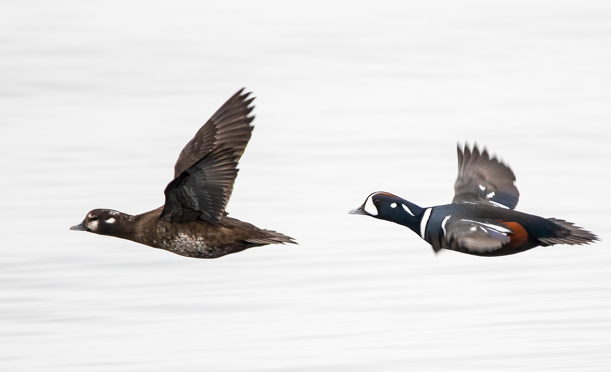 Two Harlequin Ducks in flight over water.