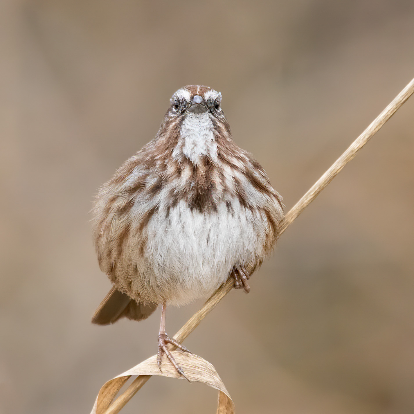 House Sparrow perched on long grass.