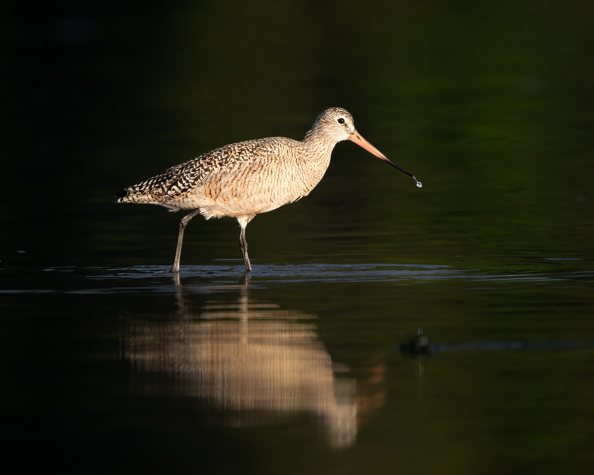 Marbelled Godwit Bruce Tuck