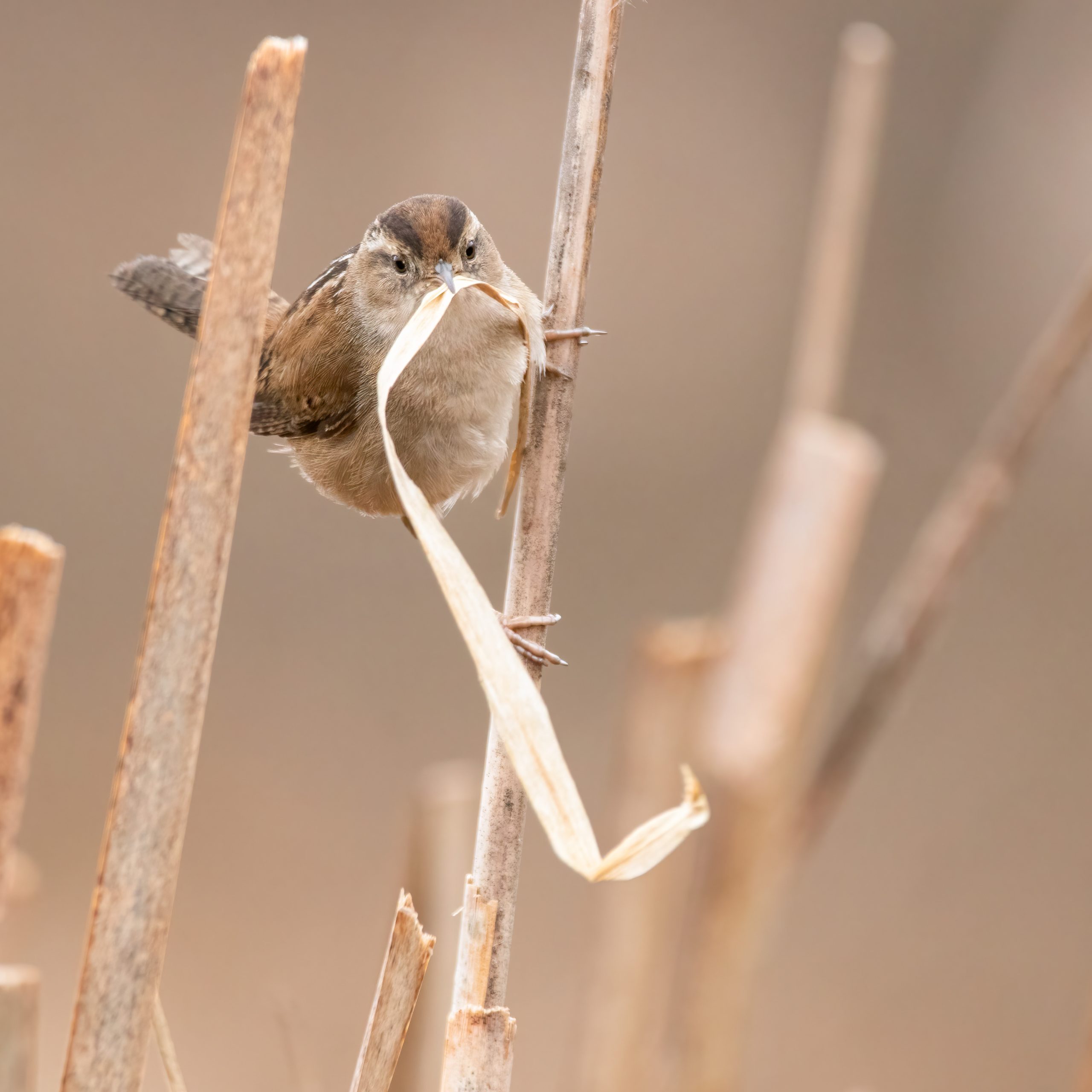 Marsh Wren gathering nesting materials.