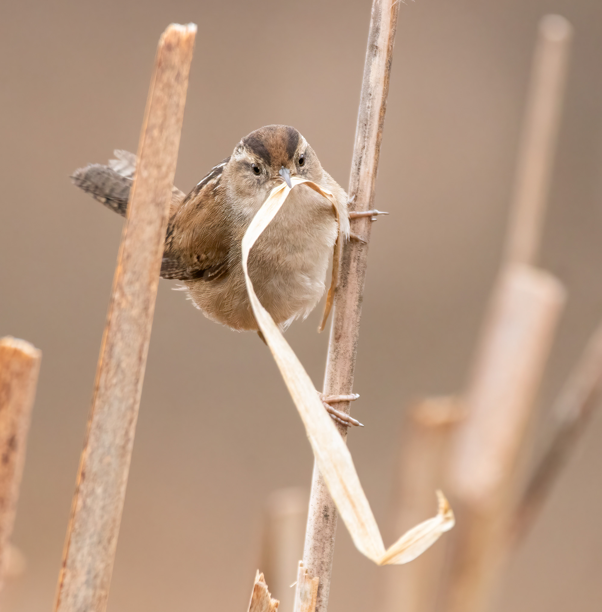 Marsh Wren gathering nesting material and perching on a cattail.