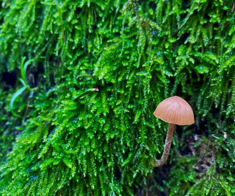MossyMushroom20200928_KaleneLillico