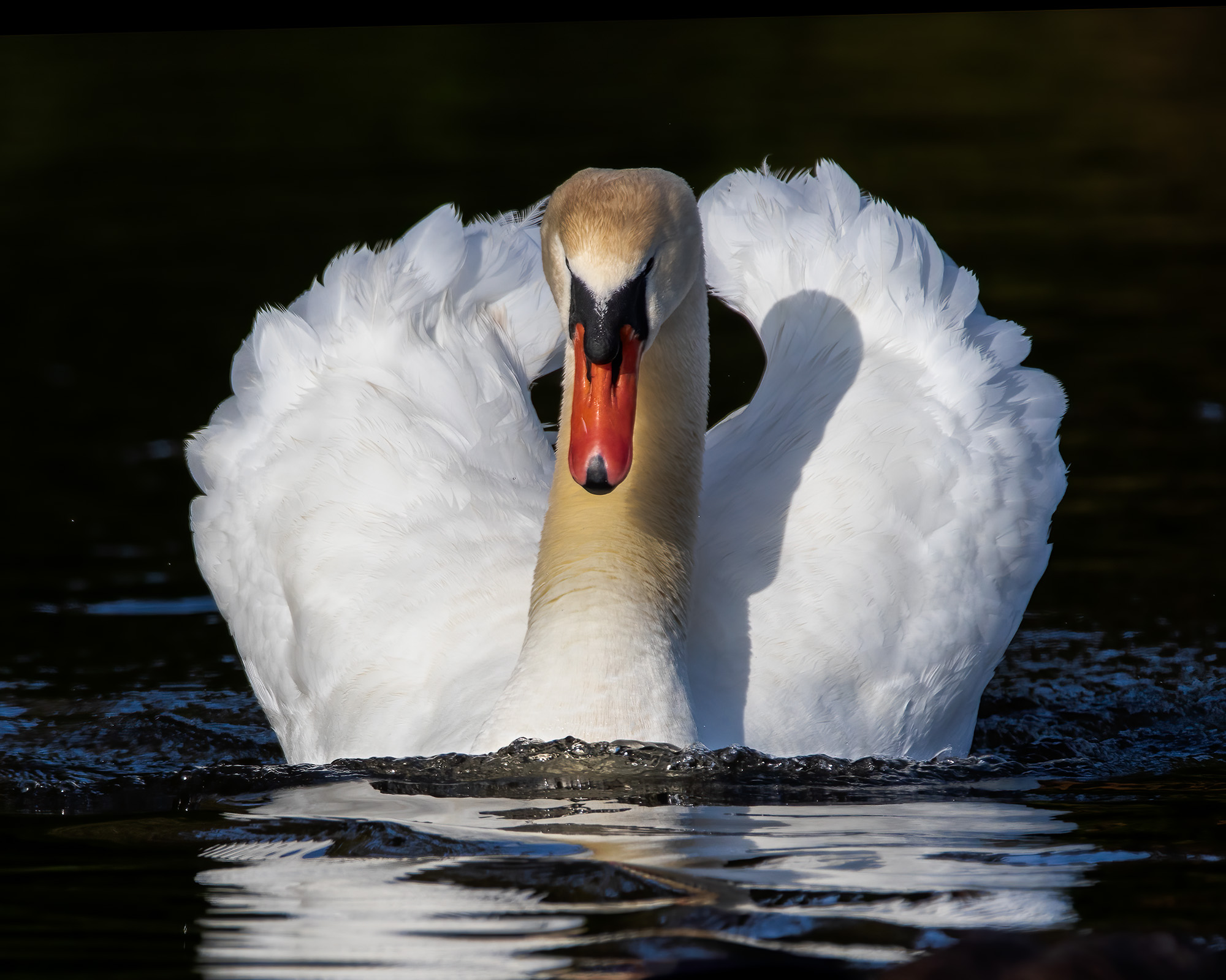 MuteSwan_BruceTuck_1125