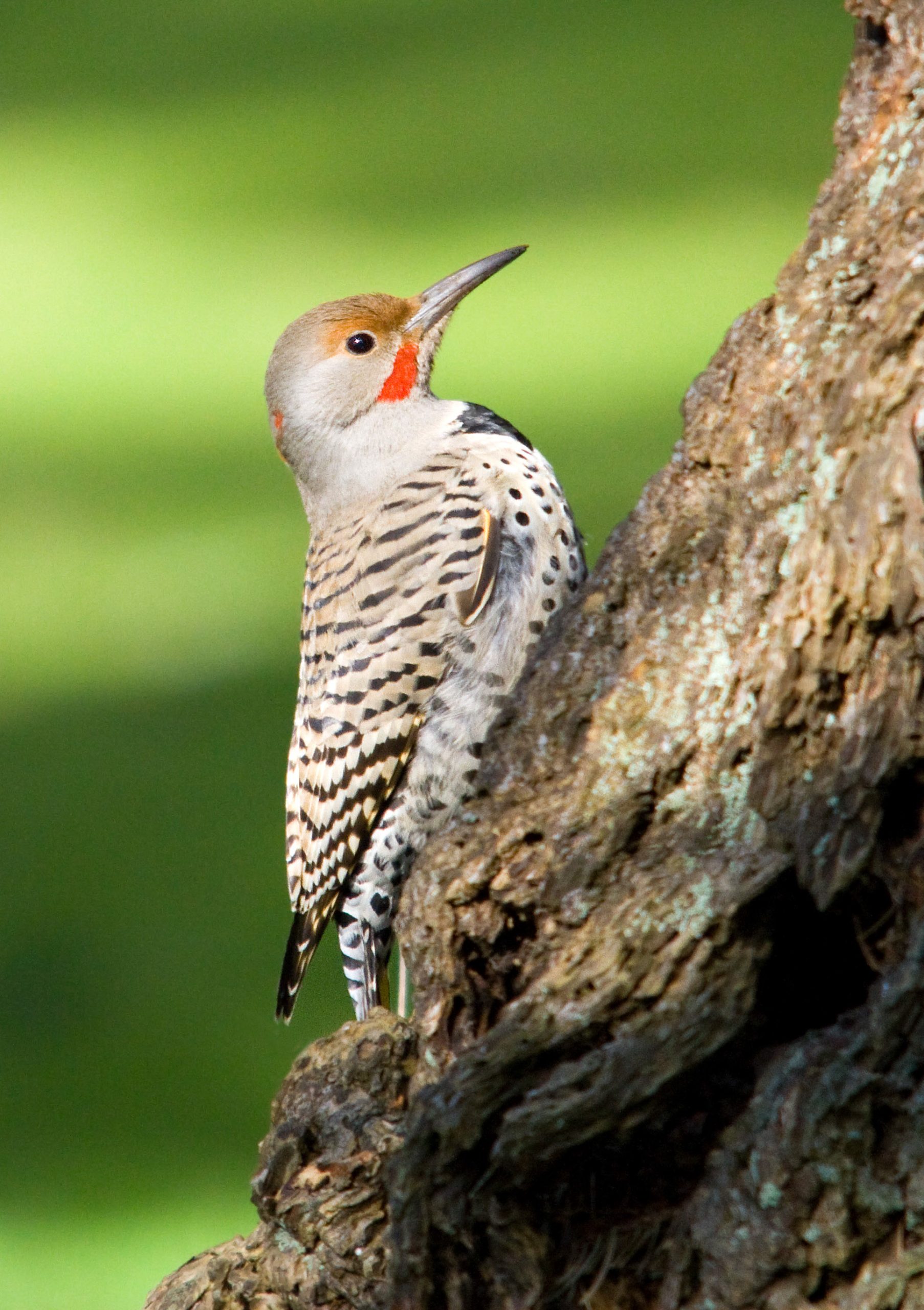 Northern Flicker perched on the trunk of a tree.