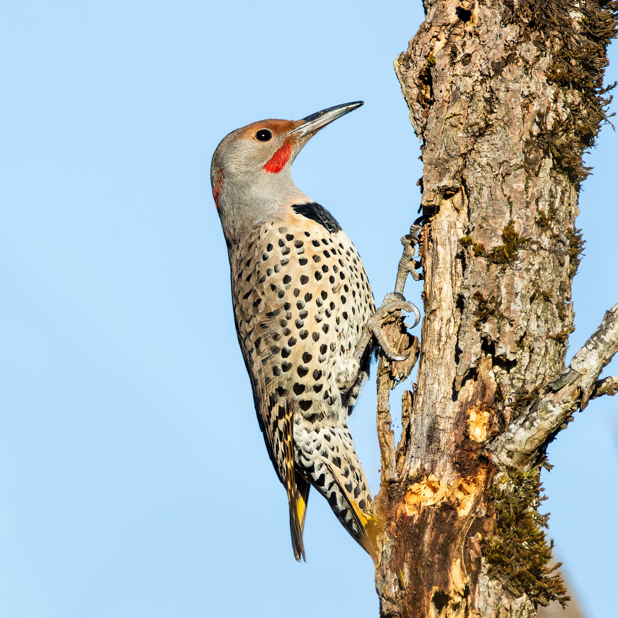 Northern Flicker Northern Flicker (Colaptes auratus)