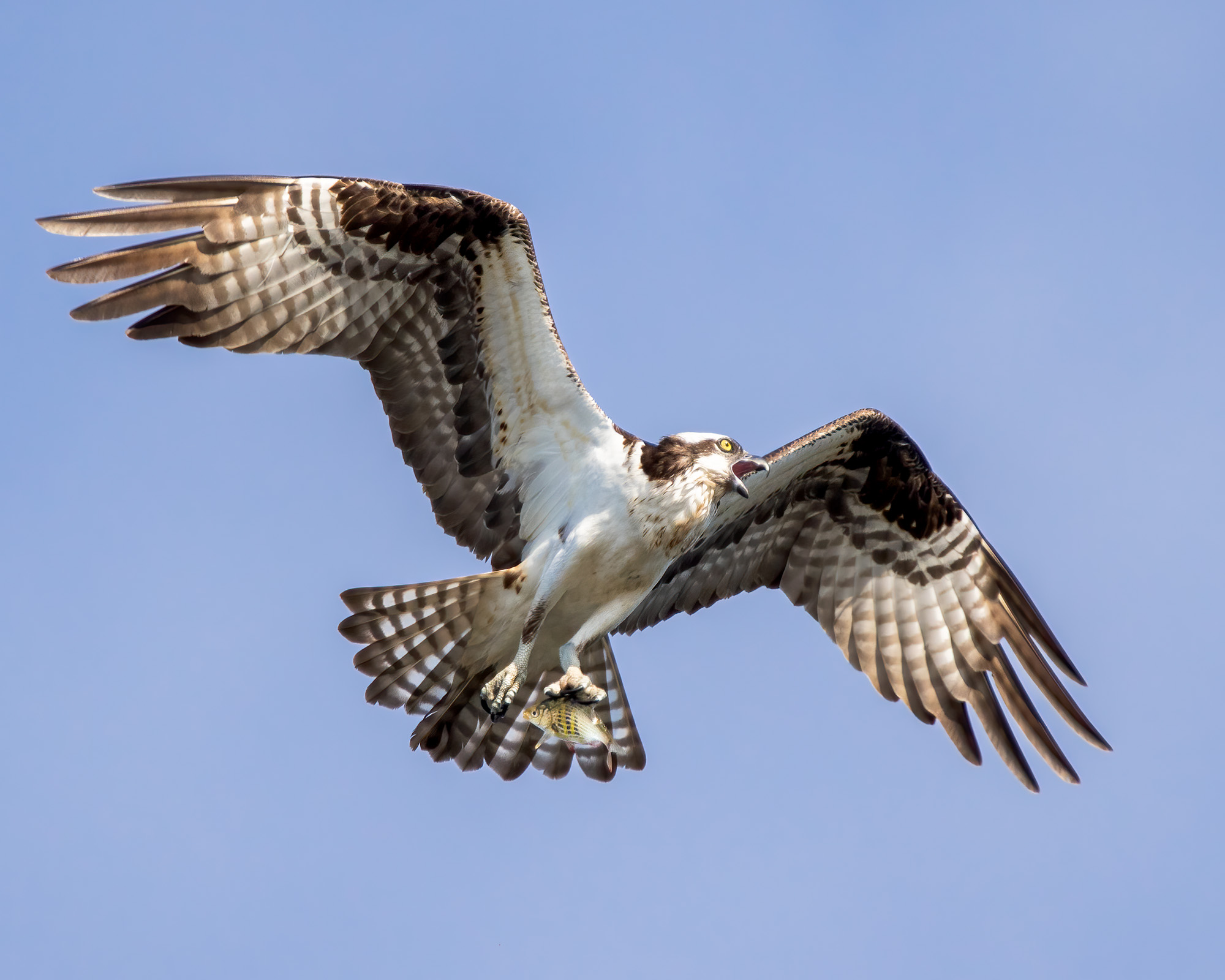 Osprey_BruceTuck_1125