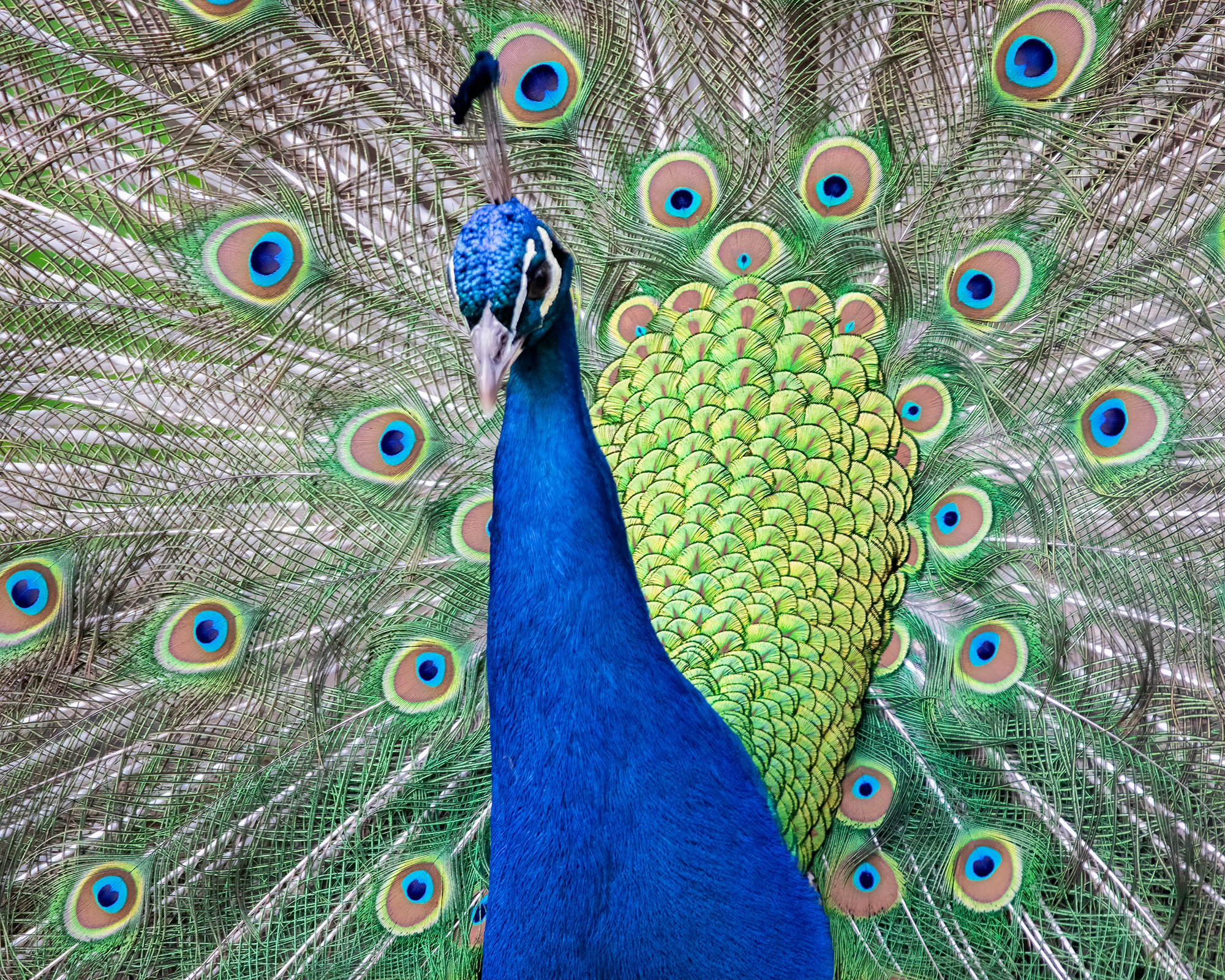 Peacock_BruceTuck_1125