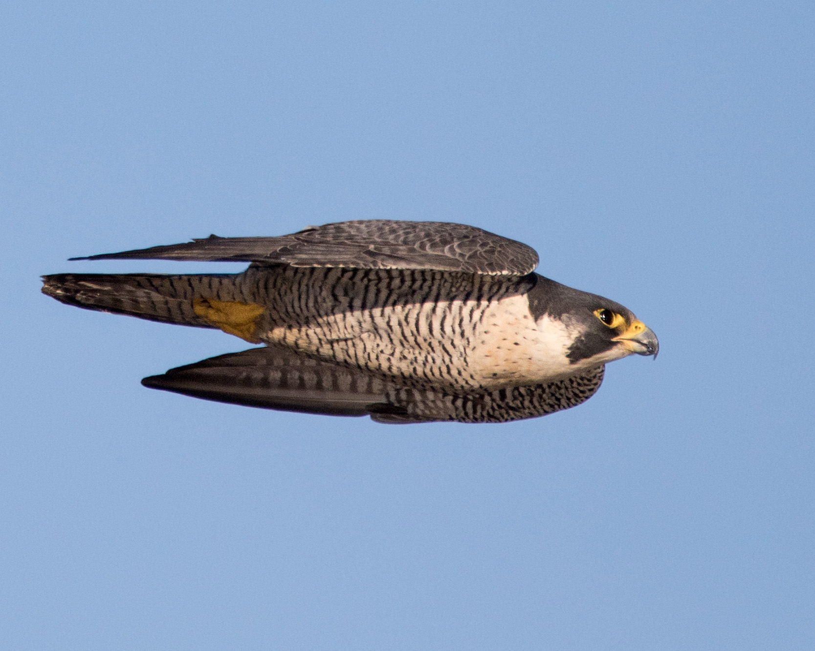 Peregrine Falcon in flight.
