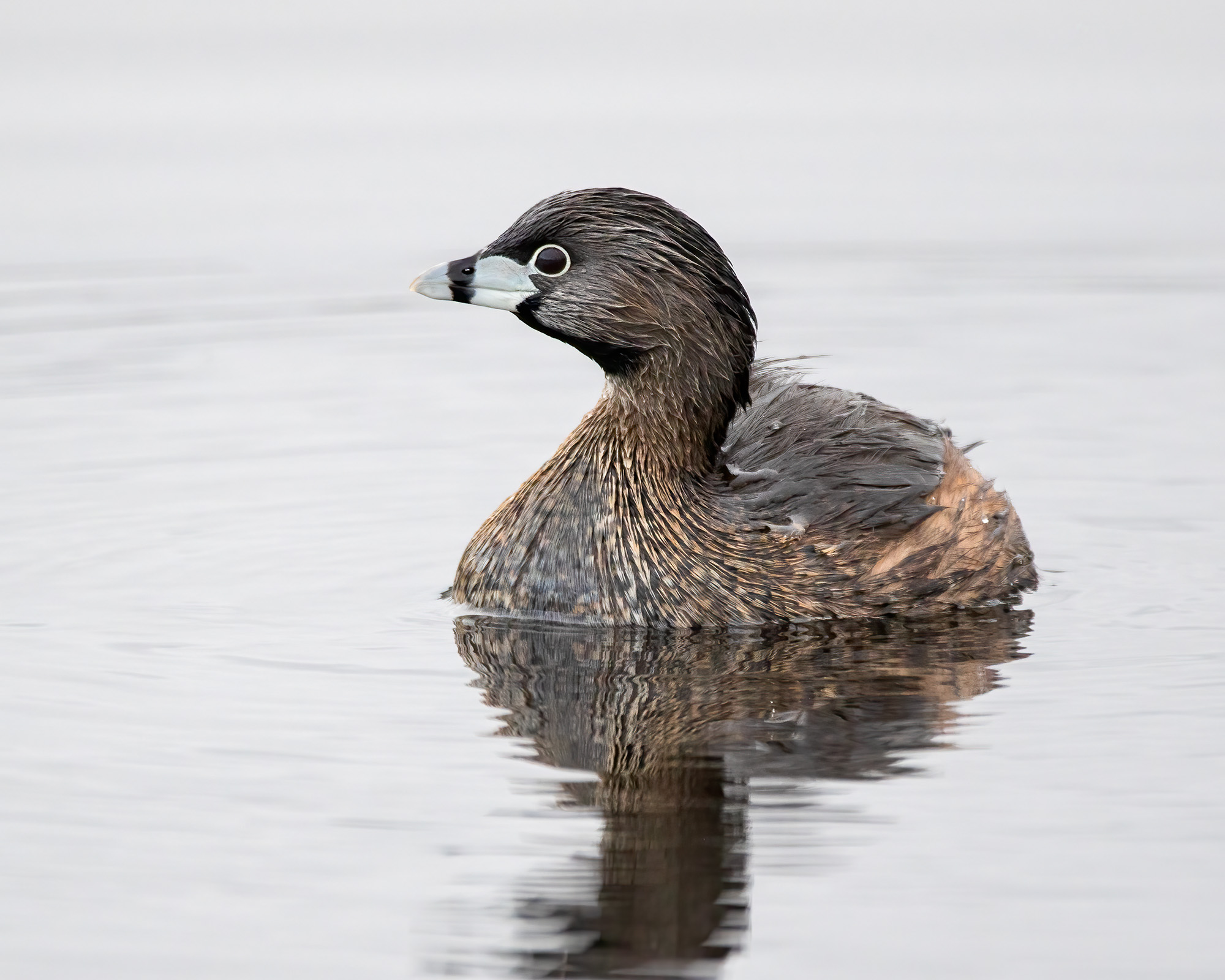 Pied-billed Grebe swimming.