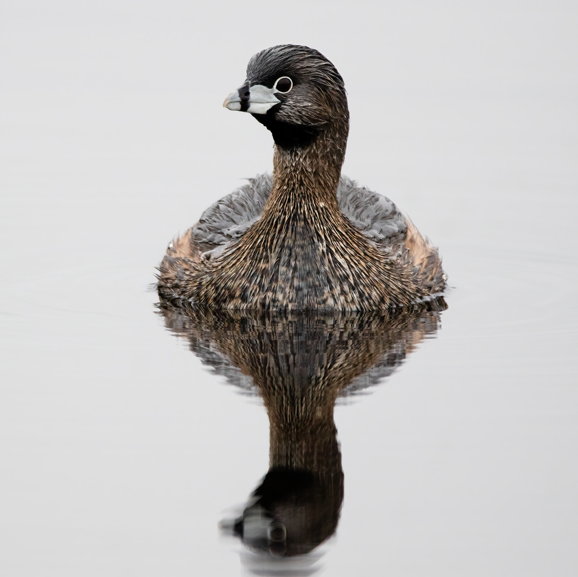 Pied-billedGrebe_BruceTuck