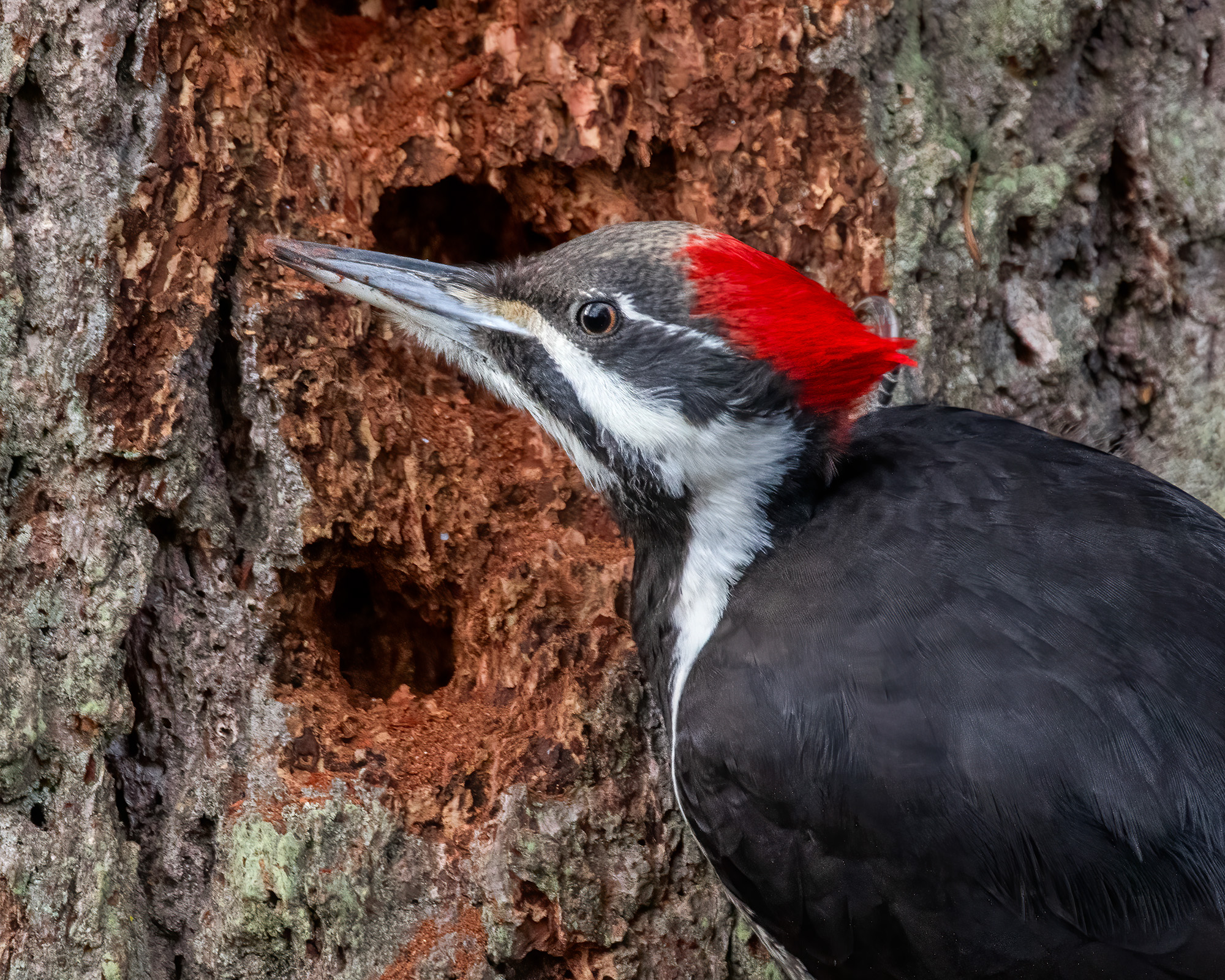 Pileated Woodpecker foraging for insects in a tree.
